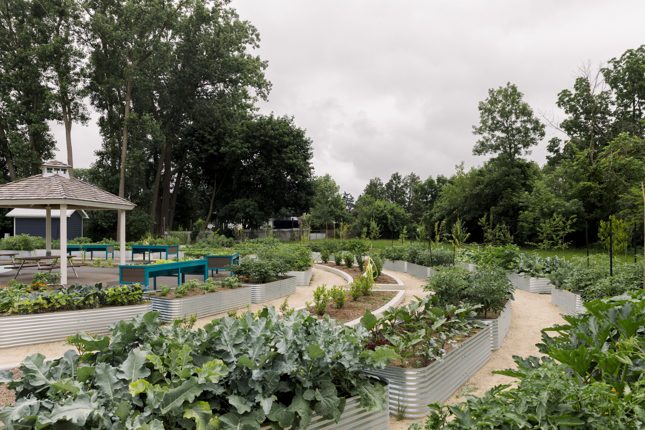 Community garden with raised metal beds filled with various green vegetables and plants, a small pavilion with seating, surrounded by tall trees under an overcast sky.