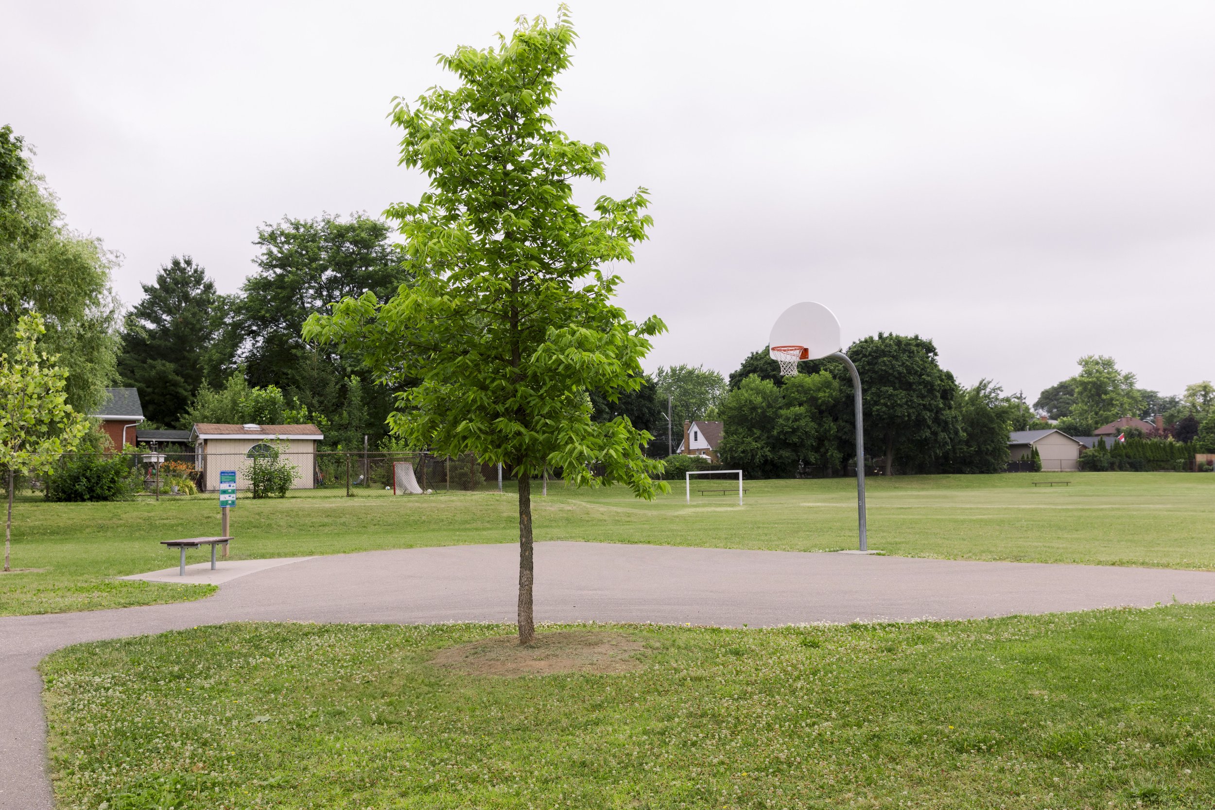 Empty outdoor basketball court with one hoop, surrounded by grass and trees, in a residential neighborhood on an overcast day.
