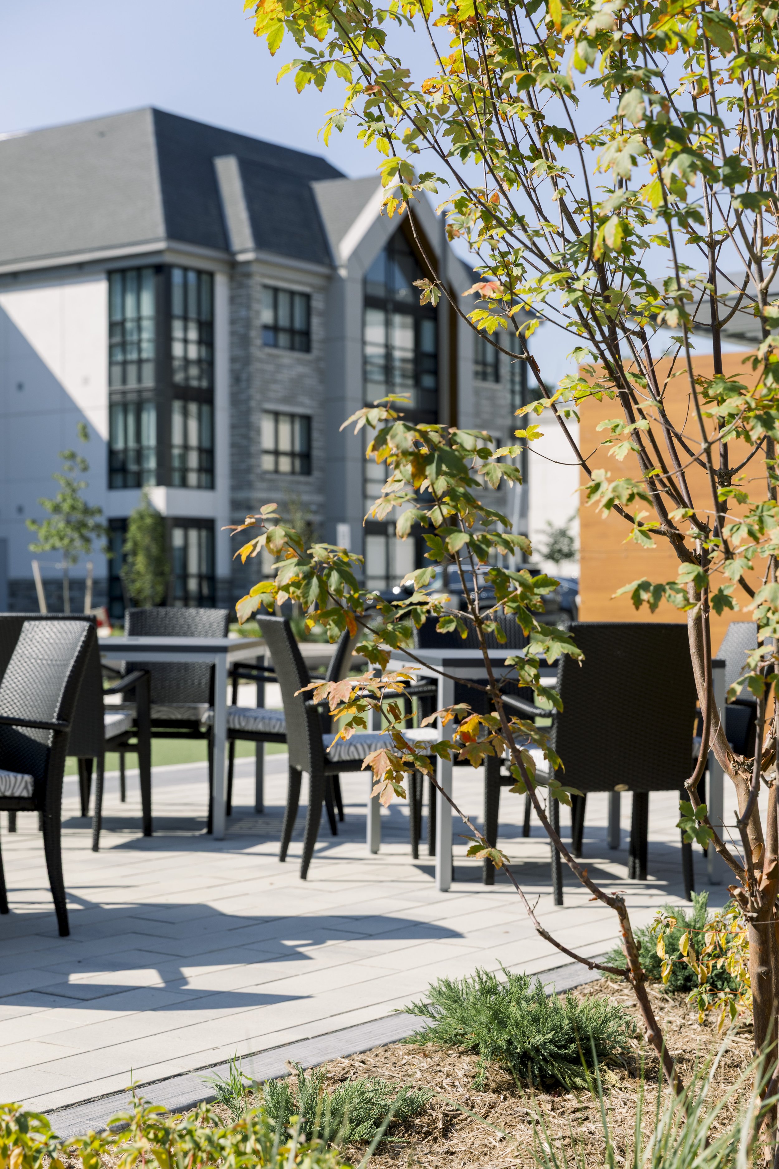 An outdoor patio with black chairs and tables, a small tree with green and red leaves, and a modern multi-story building in the background.