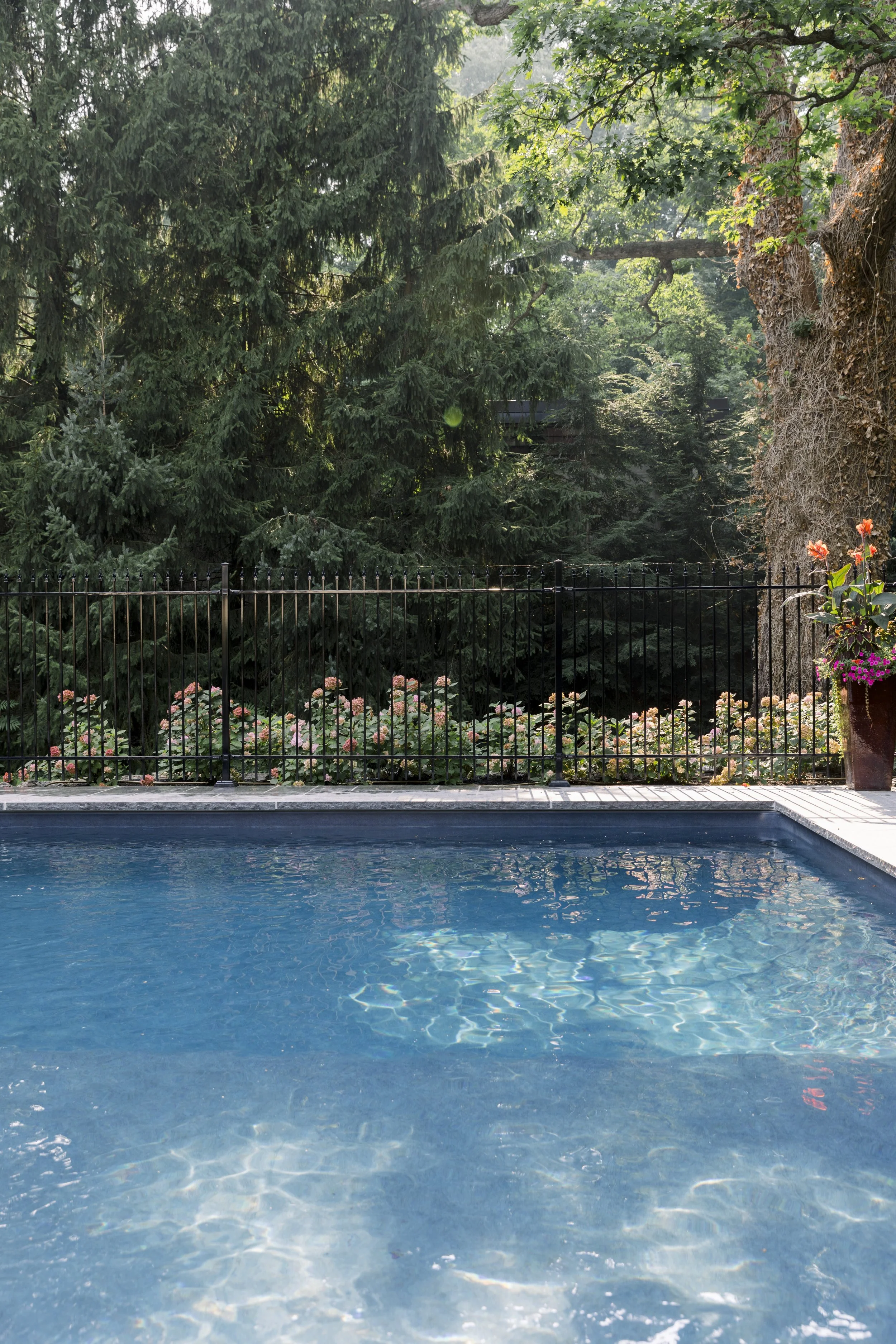 Quiet backyard scene with a swimming pool, black metal fence, lush green trees, blooming flowers in a pot, and sunlight filtering through leaves.