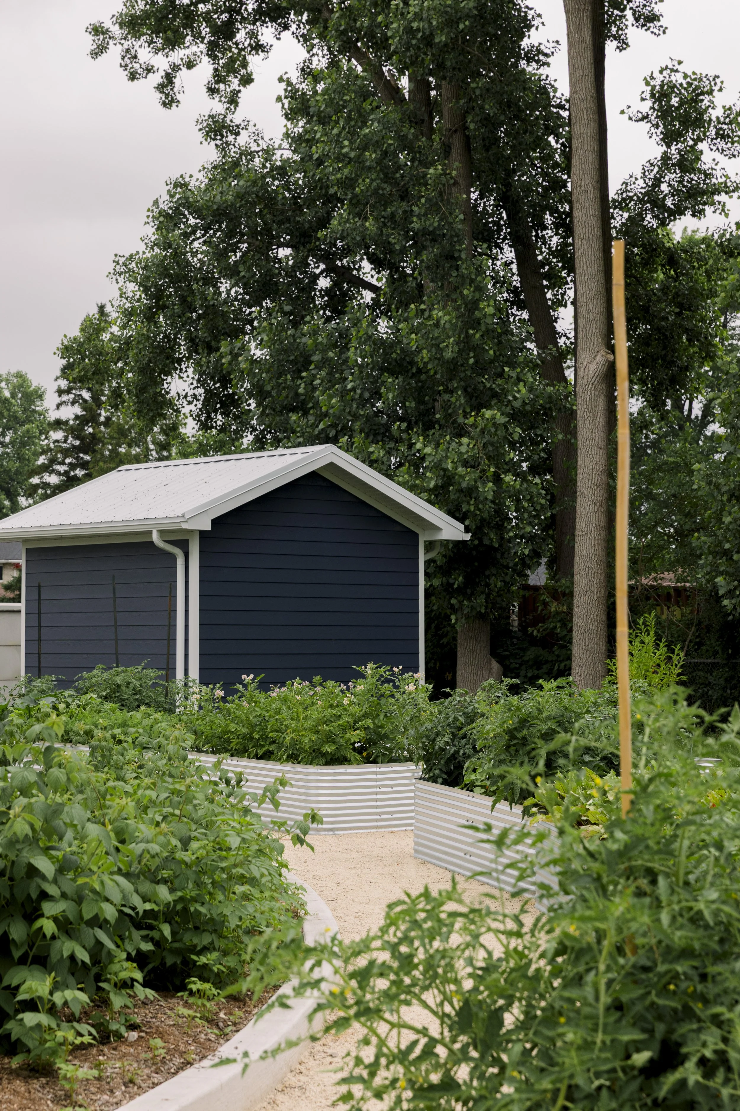 A garden with green plants and a small dark blue shed with a white roof. Tall trees are in the background, and the sky is cloudy.