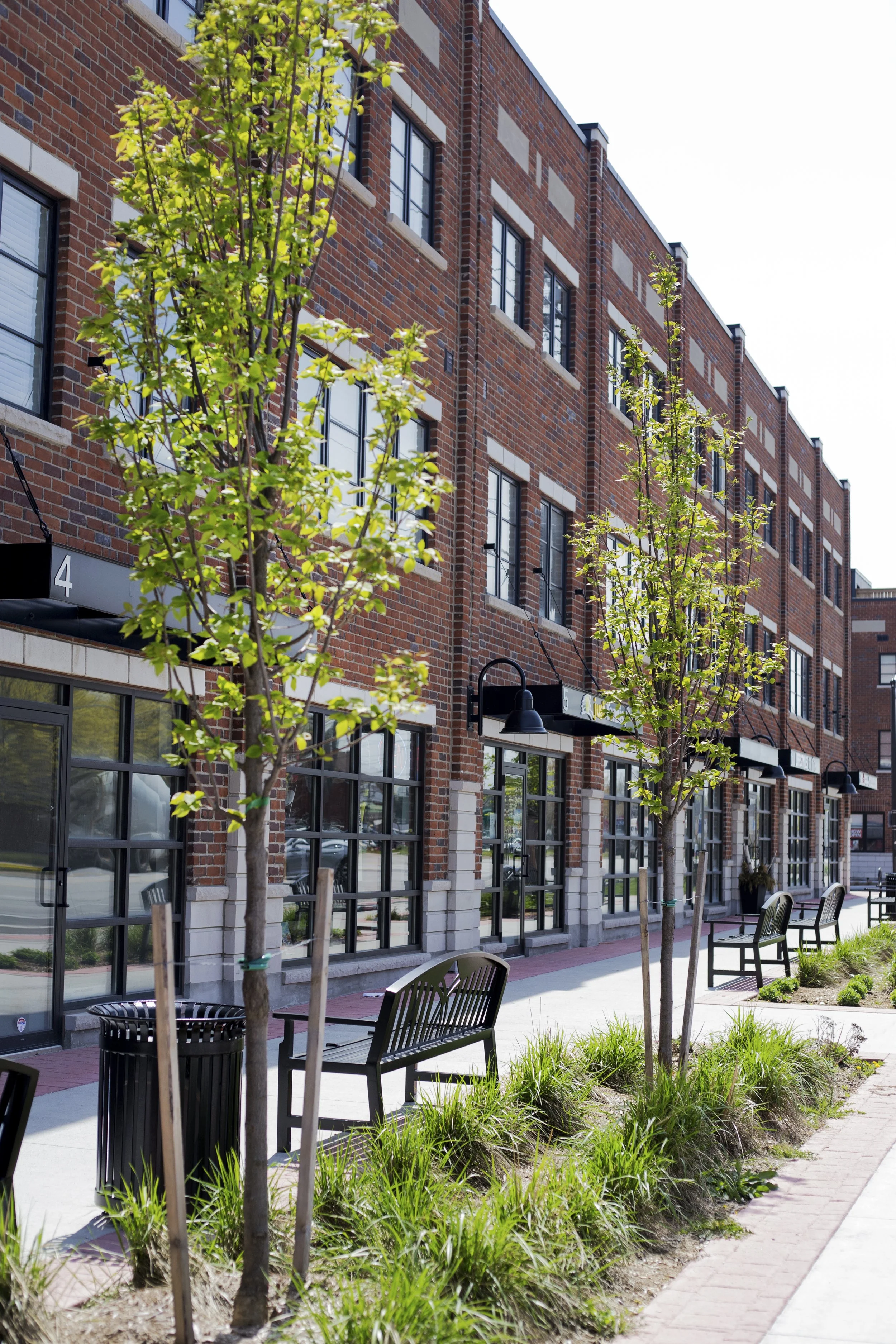 Sidewalk with young trees, benches, and black lamp posts in front of a multi-story red brick building with large windows.