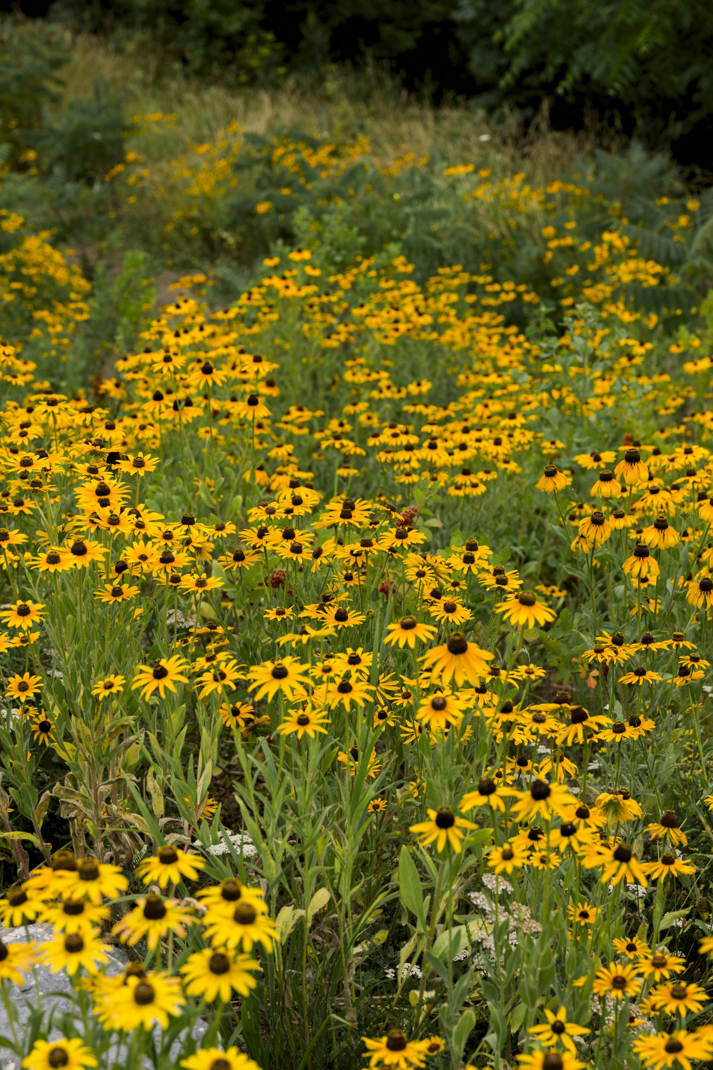 A field of yellow daisies in bloom with green foliage and trees in the background.