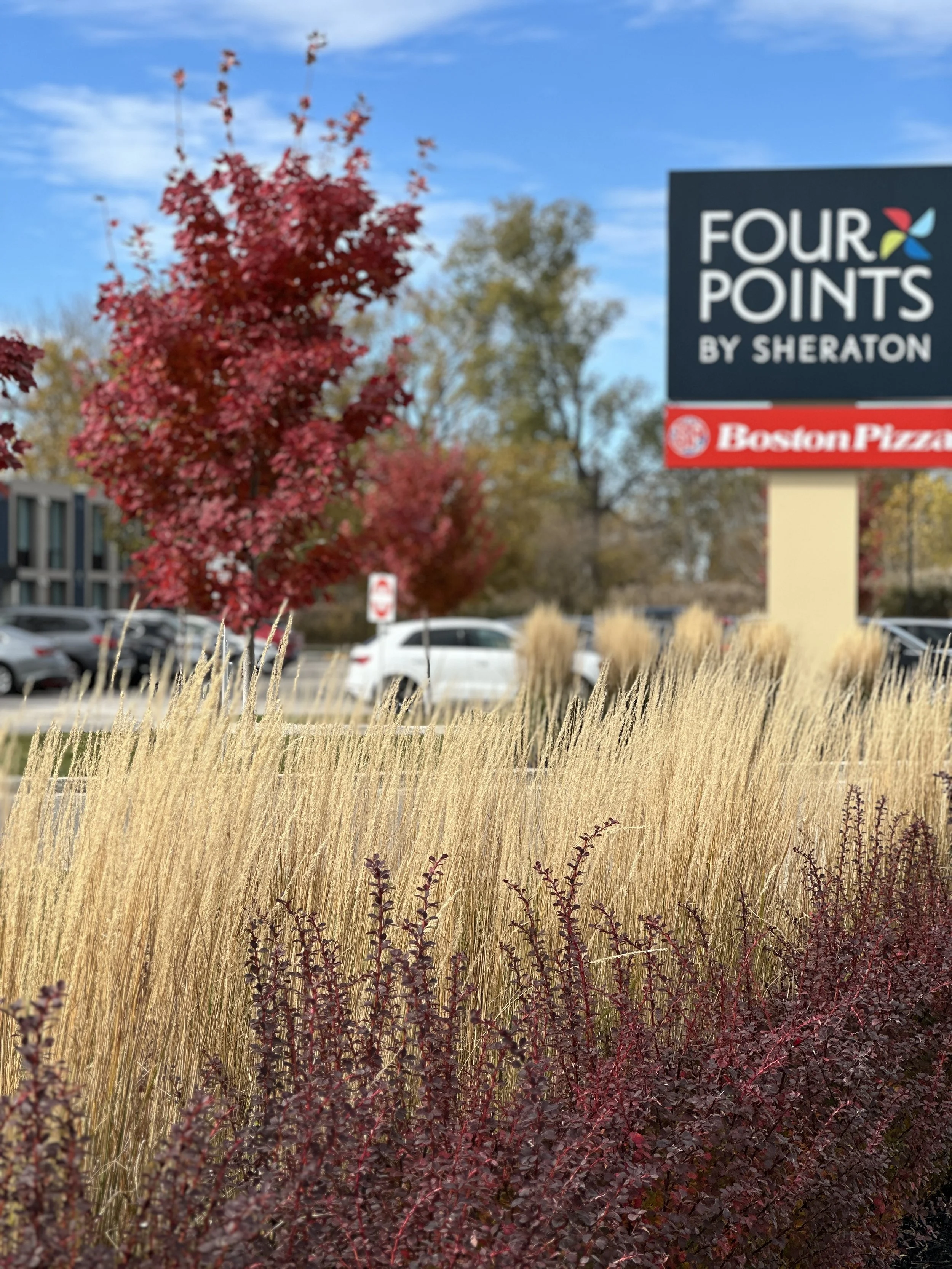 Parking lot scene with red and yellow trees, tall beige grasses, and a black sign that reads 'Four Points by Sheraton' and 'Boston Pizza.'