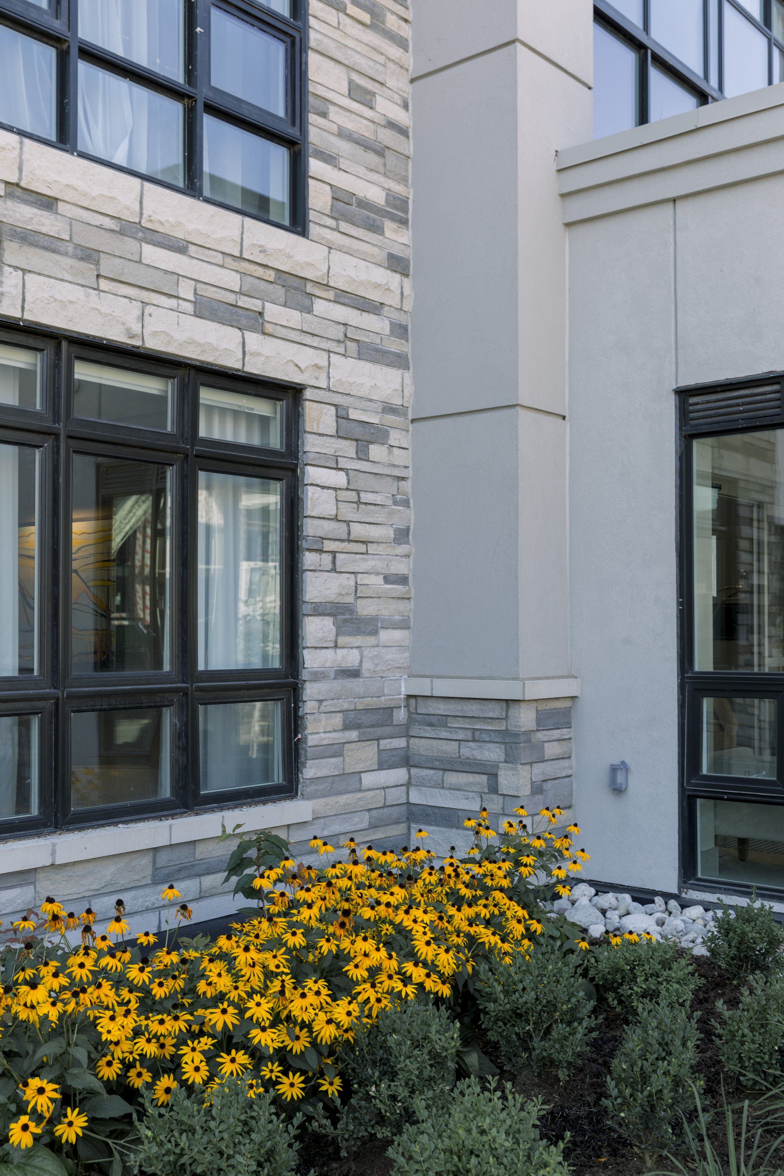 Exterior corner of a modern building with large black-framed windows and a garden bed filled with yellow flowers and greenery.