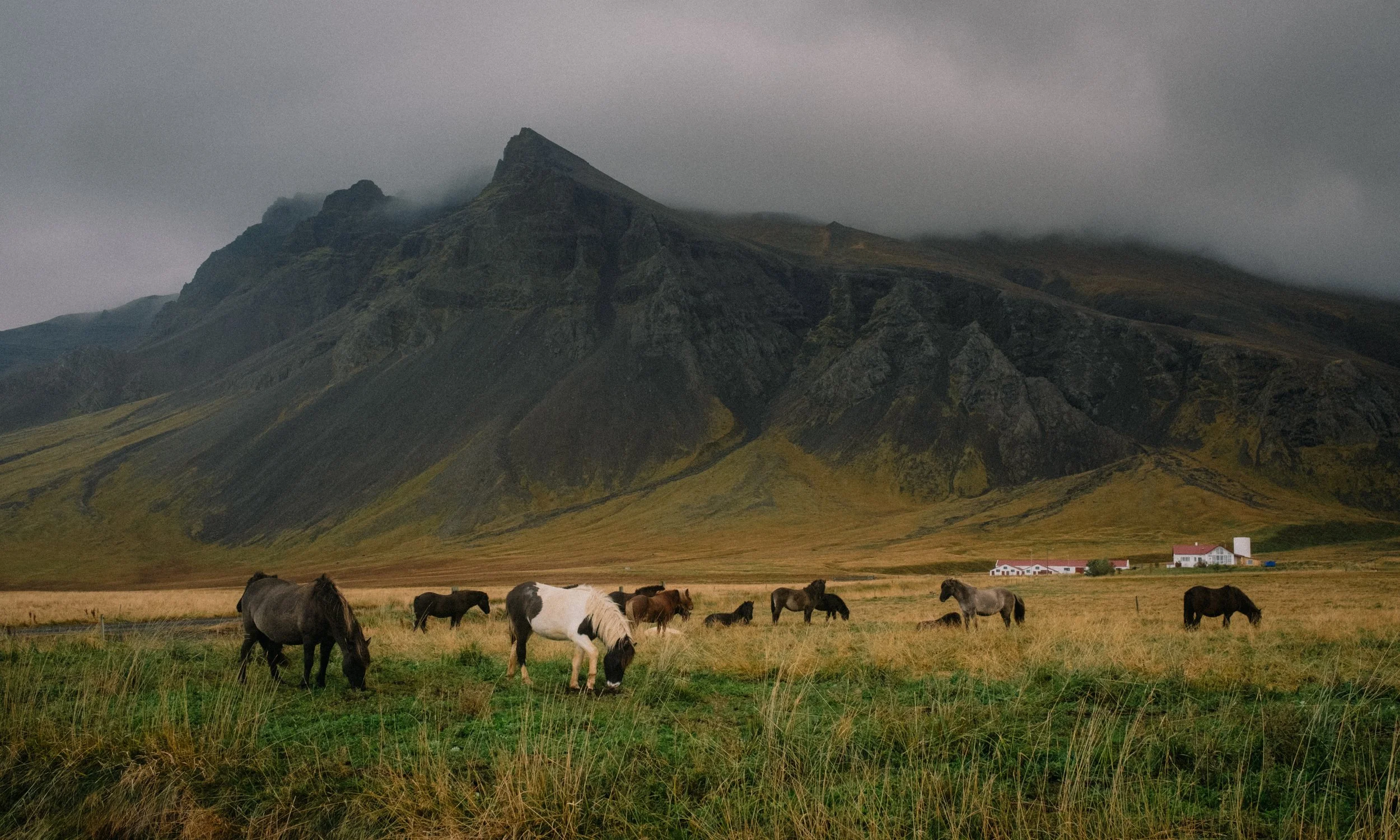 Iceland. A flock of horses grazing in a grassy field with a mountain and a farm in the background under cloudy skies. Virginia Travel Photographer.