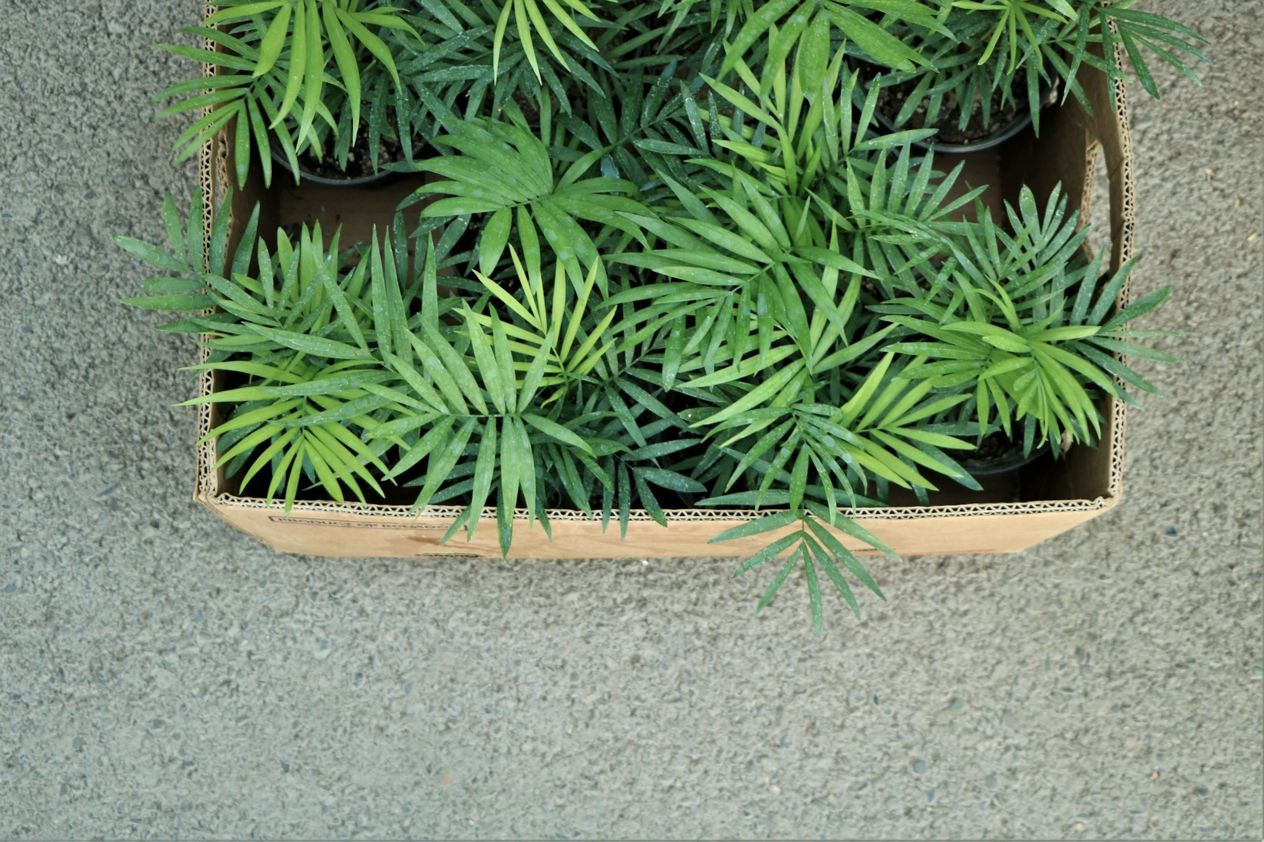 Gruene Pflanzen in einem braunen Kartonschachtel auf rauem Boden