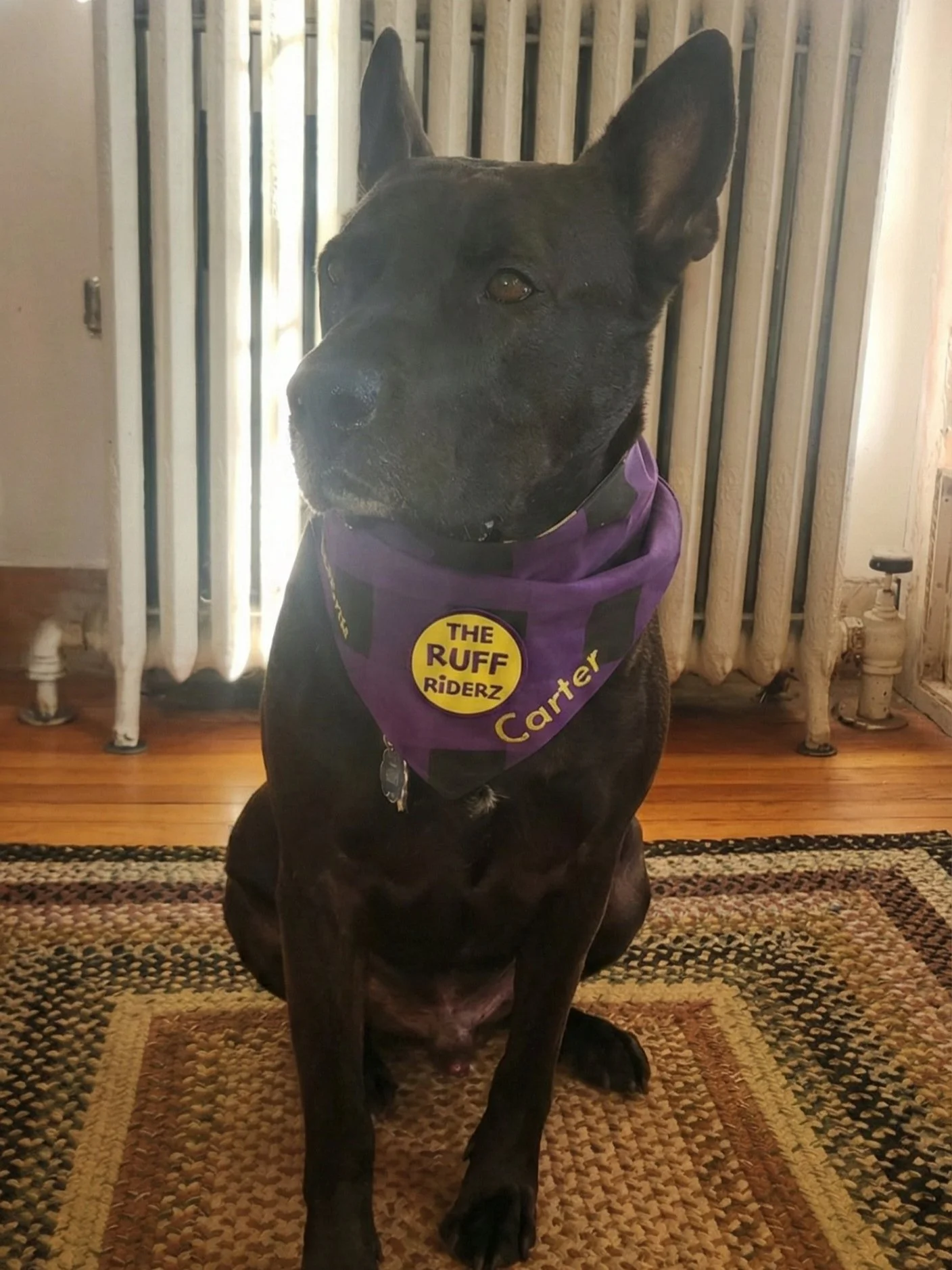 A black dog sitting on a patterned rug in front of a radiator. The dog is wearing a purple bandana with yellow and black text that reads 'The Ruff Riderz' and 'Carter'.