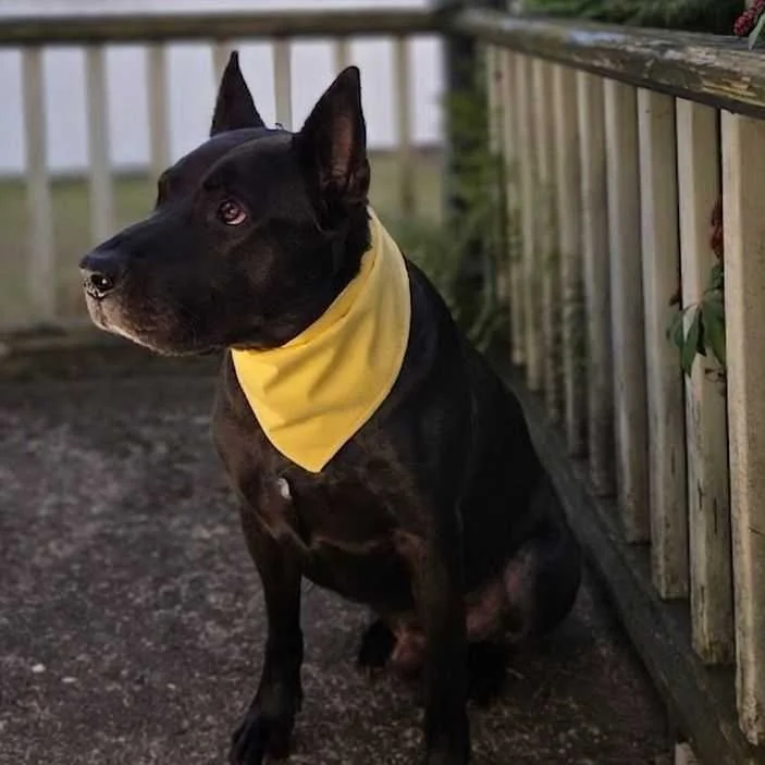 A black dog with a white snout and pointed ears sitting outdoors on a wooden deck, wearing a yellow bandana.