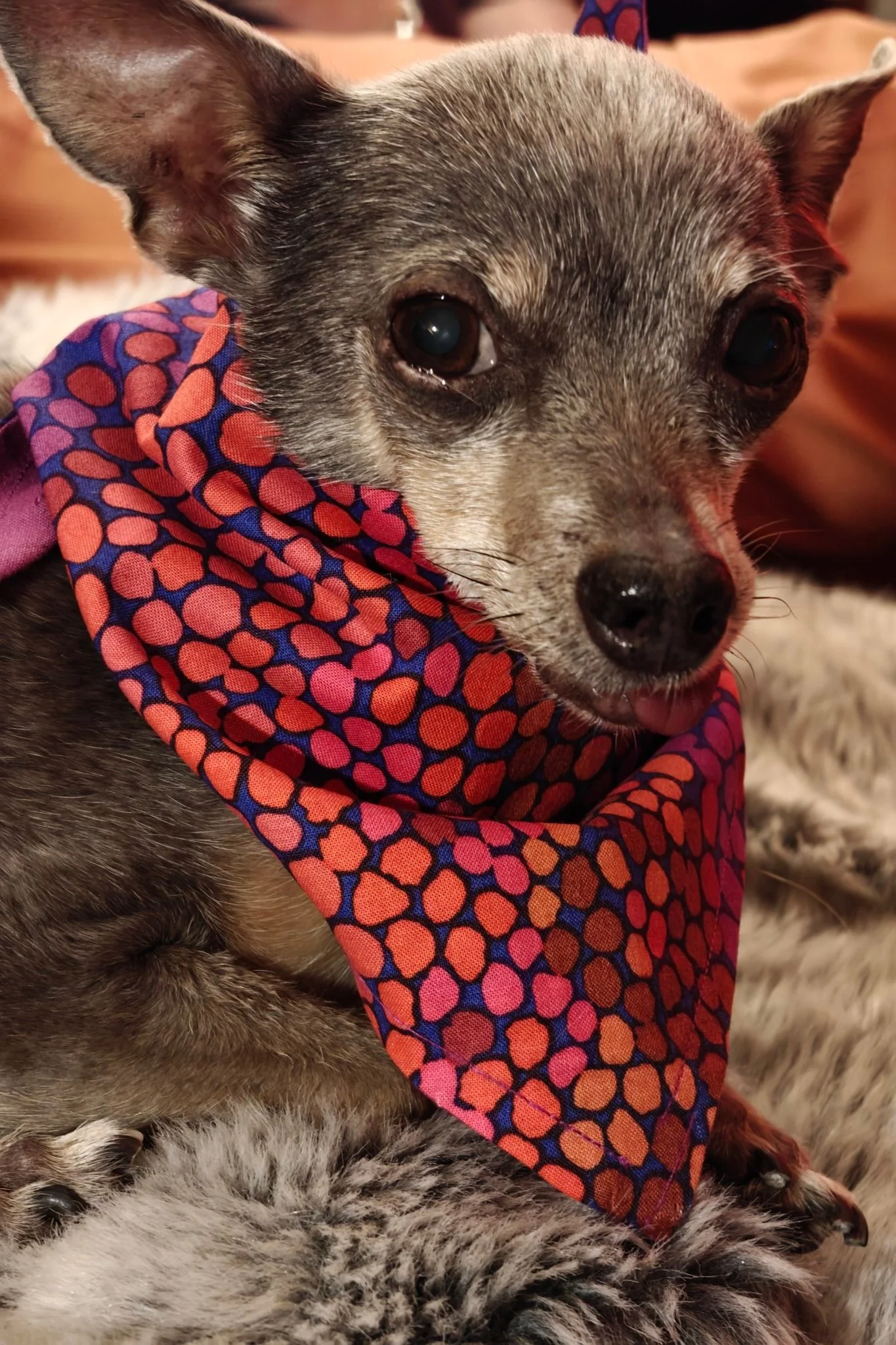 A small dog, possibly a Chihuahua, wearing a colorful bandana with a red, orange, pink, and blue pattern, sitting on a furry blanket.