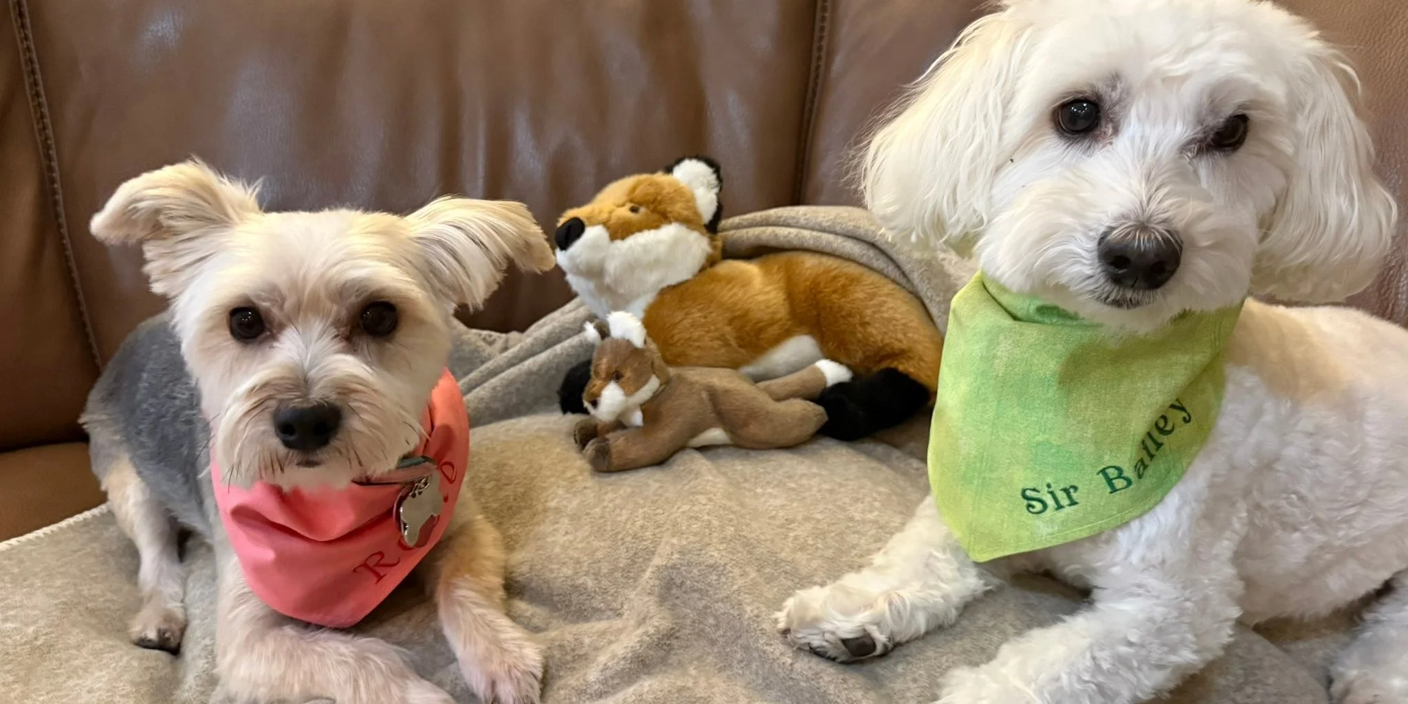Two small dogs with bandanas, a plush fox, and a plush deer toy on a couch with a plush blanket.