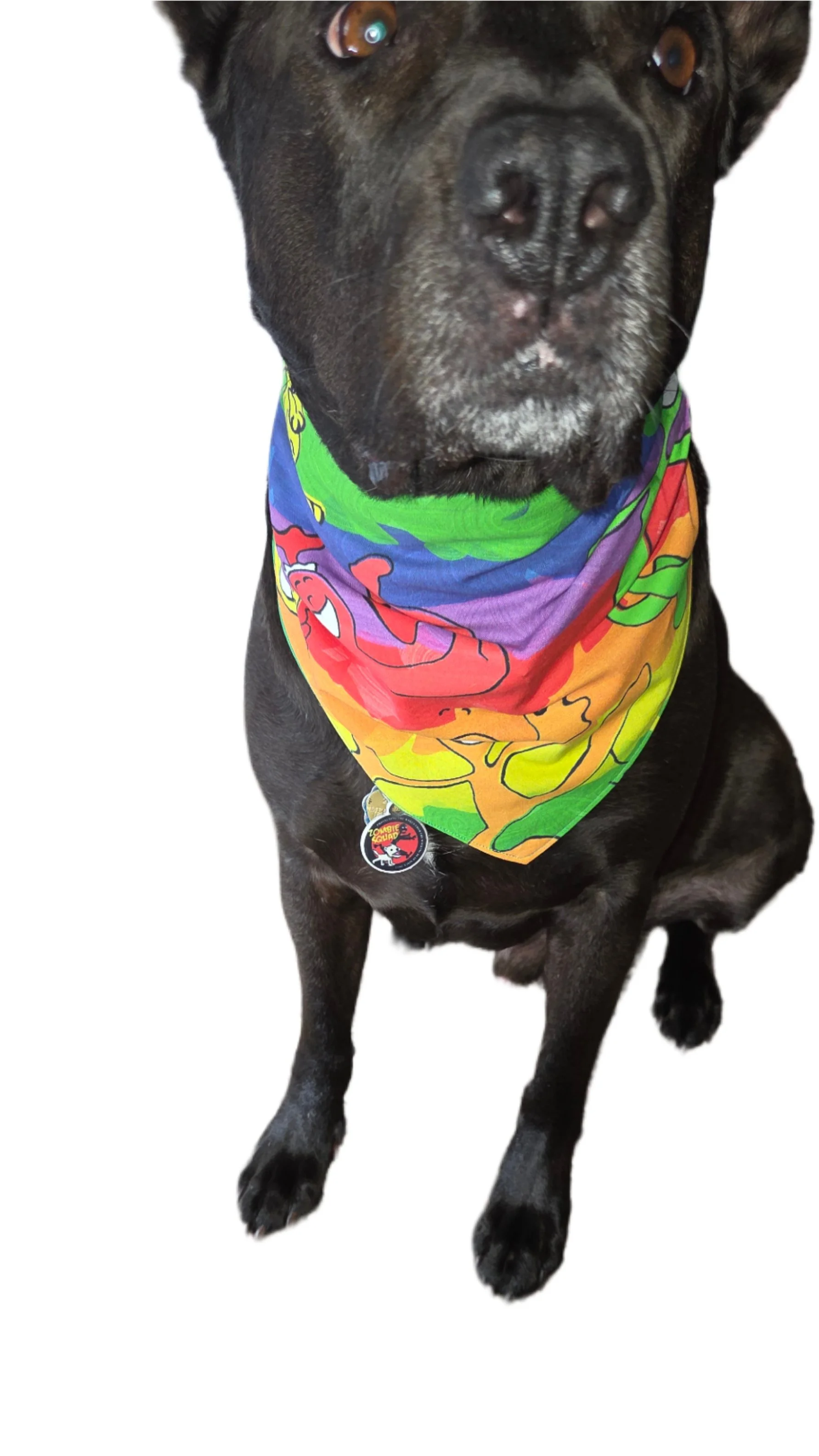 Block Party (Bored Cat)