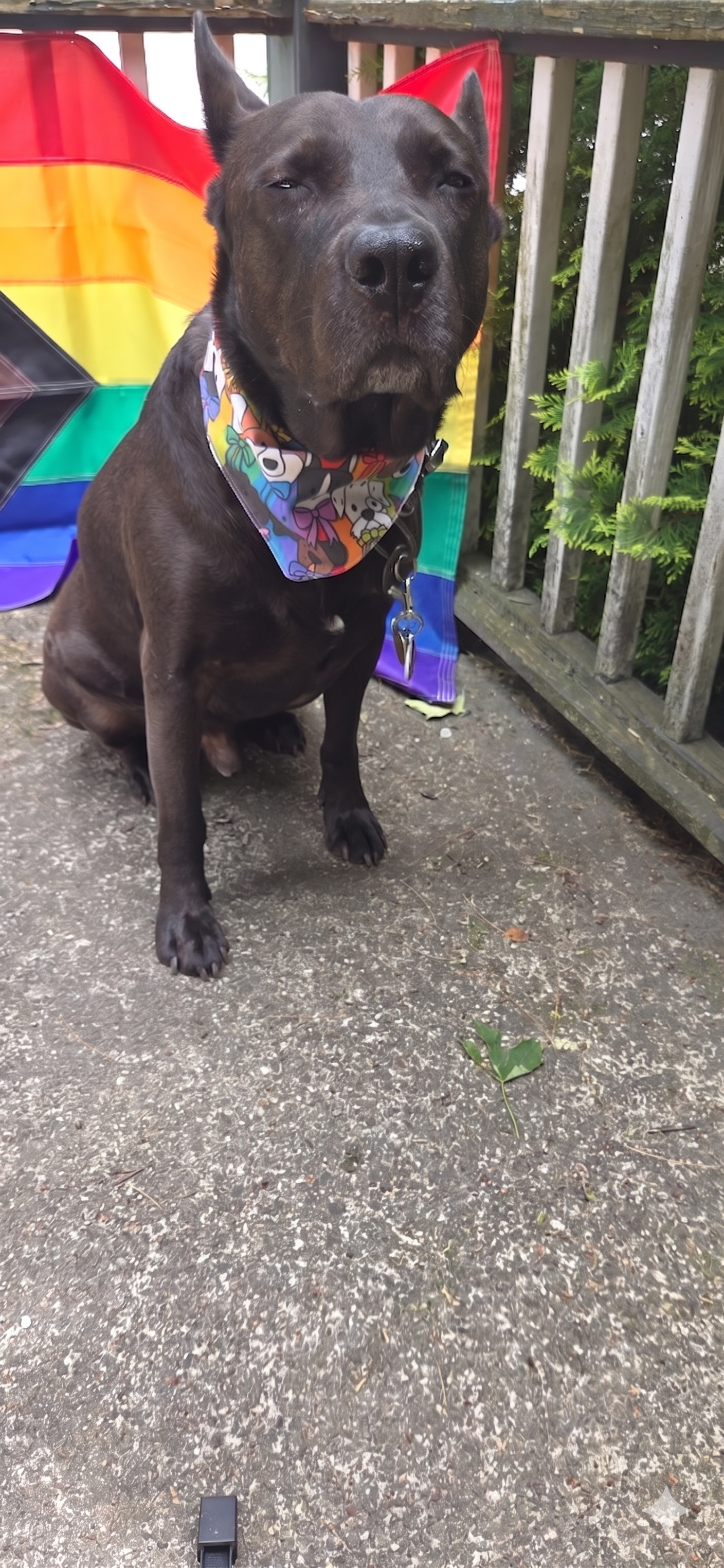 Dog Pride 2026