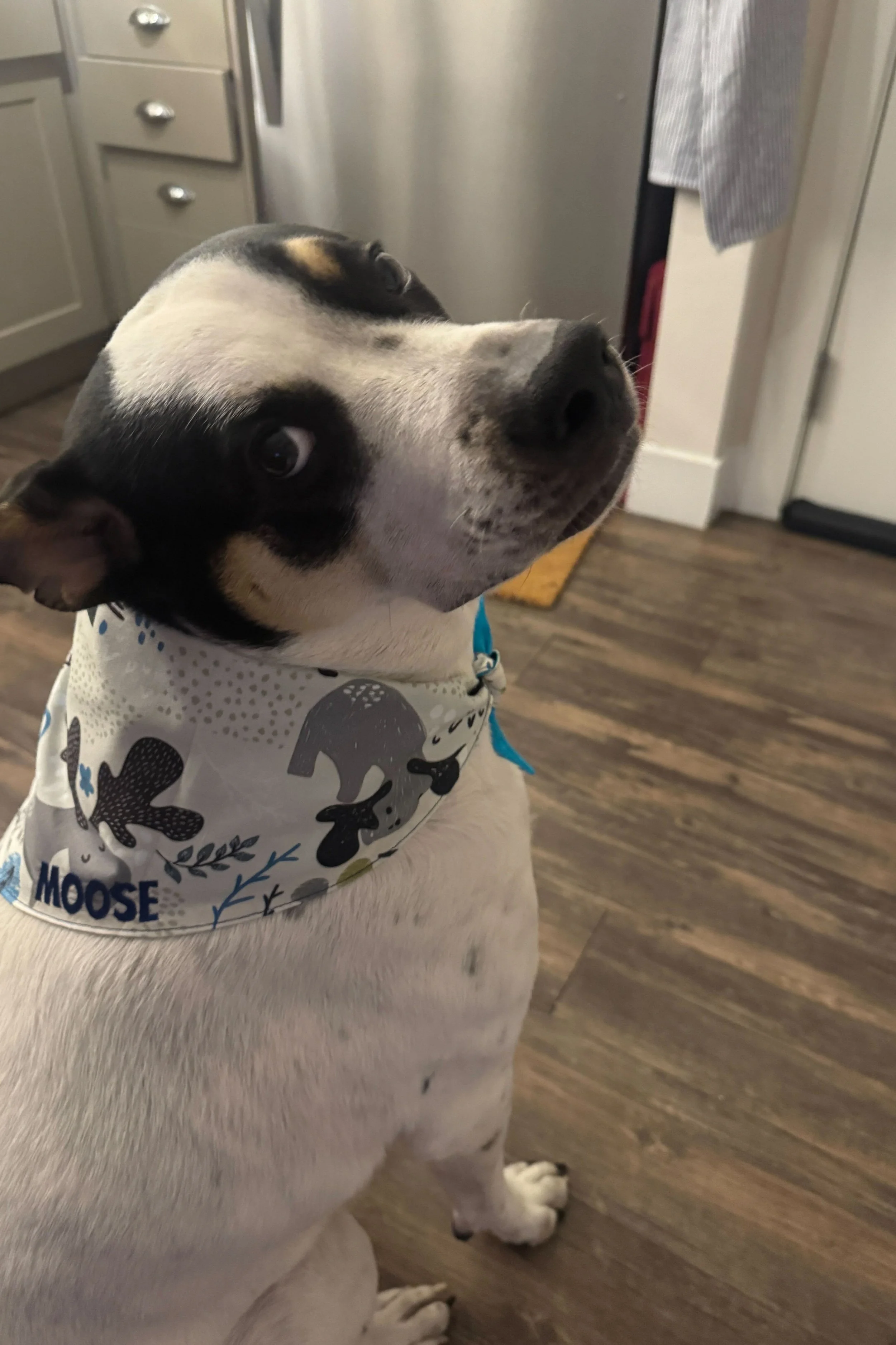 A dog named Moose who is wearing a moose bandana, and it is personalized with his name on it.