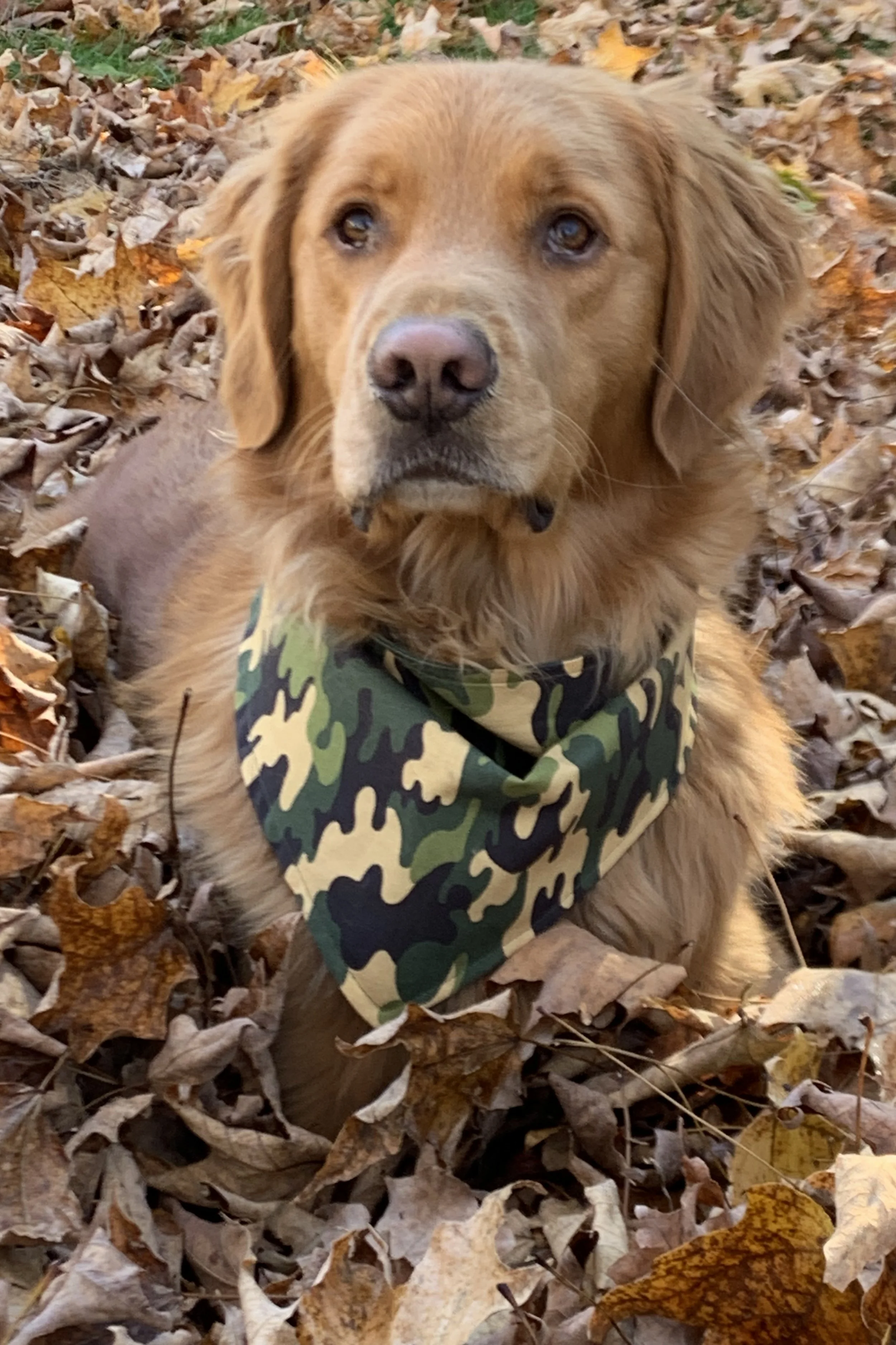 Maverick a golden retriever is sitting in a pile of fall leaves wearing his green camouflage bandana.  Looking really handsome