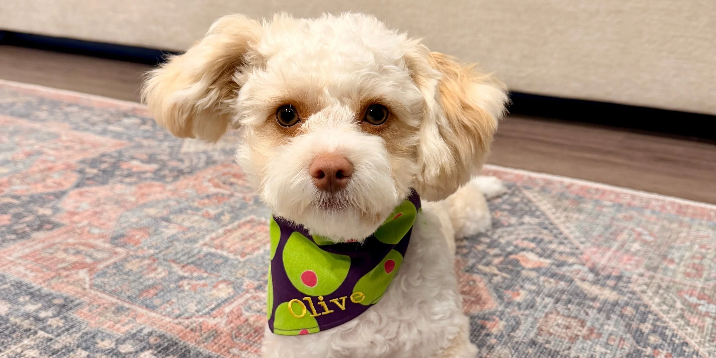 A small, curly-haired dog wearing a green and purple bandana with the name 'Oliv' on it, sitting on a patterned rug with a neutral-colored wall behind.