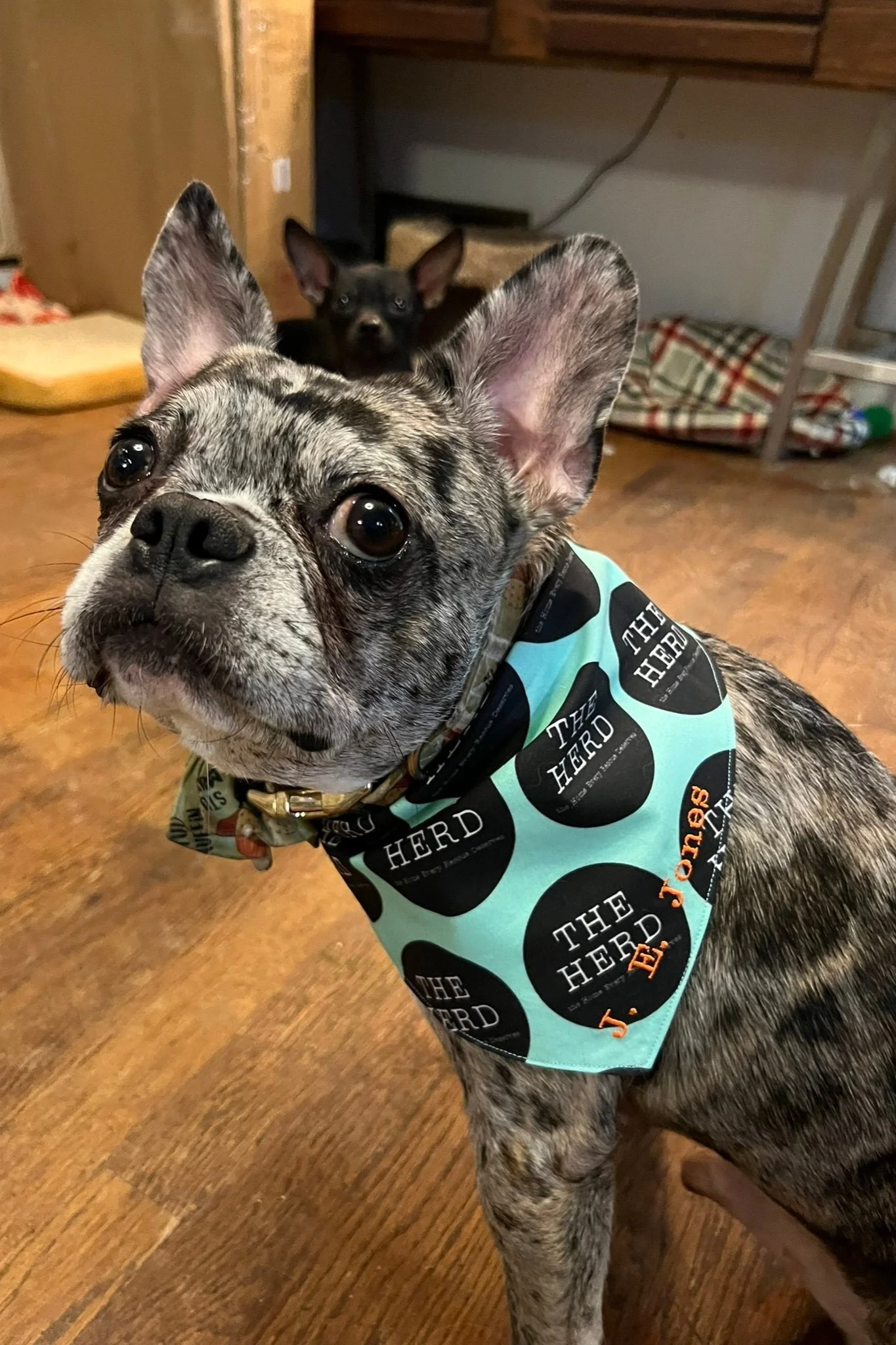 A brindle French Bulldog wearing a light blue bandana with black circles and the words 'The Herd' on it, with a small orange tag that says 'S. Stone'. Behind the dog, there is a small black dog with large ears and a wooden floor.