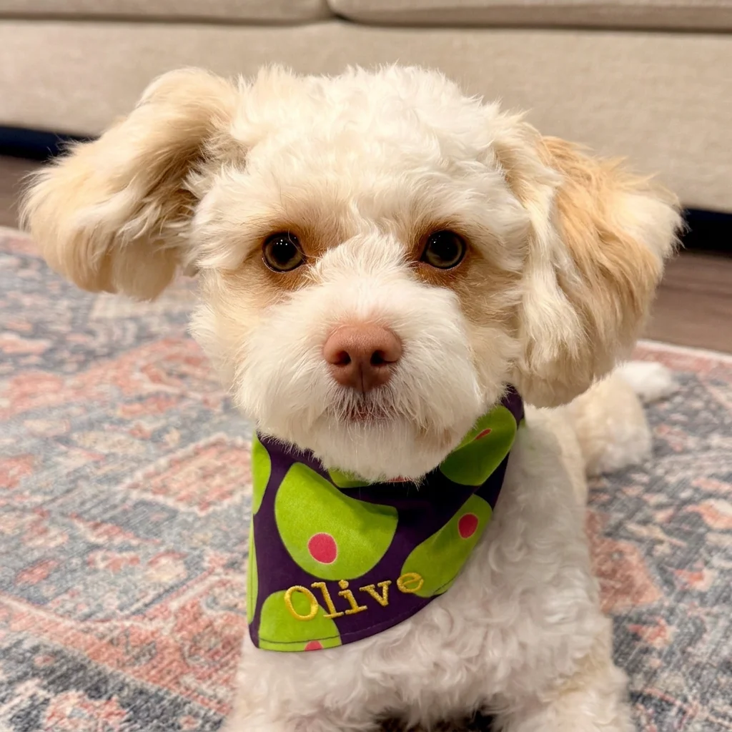 A small fluffy dog with a curly cream-colored coat, wearing a purple bandana with green and pink accents and the name "Olivé" embroidered in yellow, sitting on a patterned rug indoors.