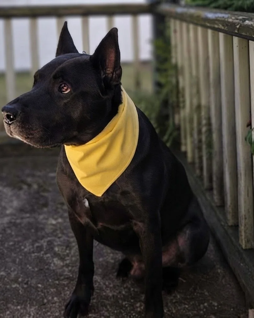 Black dog with pointed ears wearing a yellow bandana, sitting on a wooden deck with a railing.