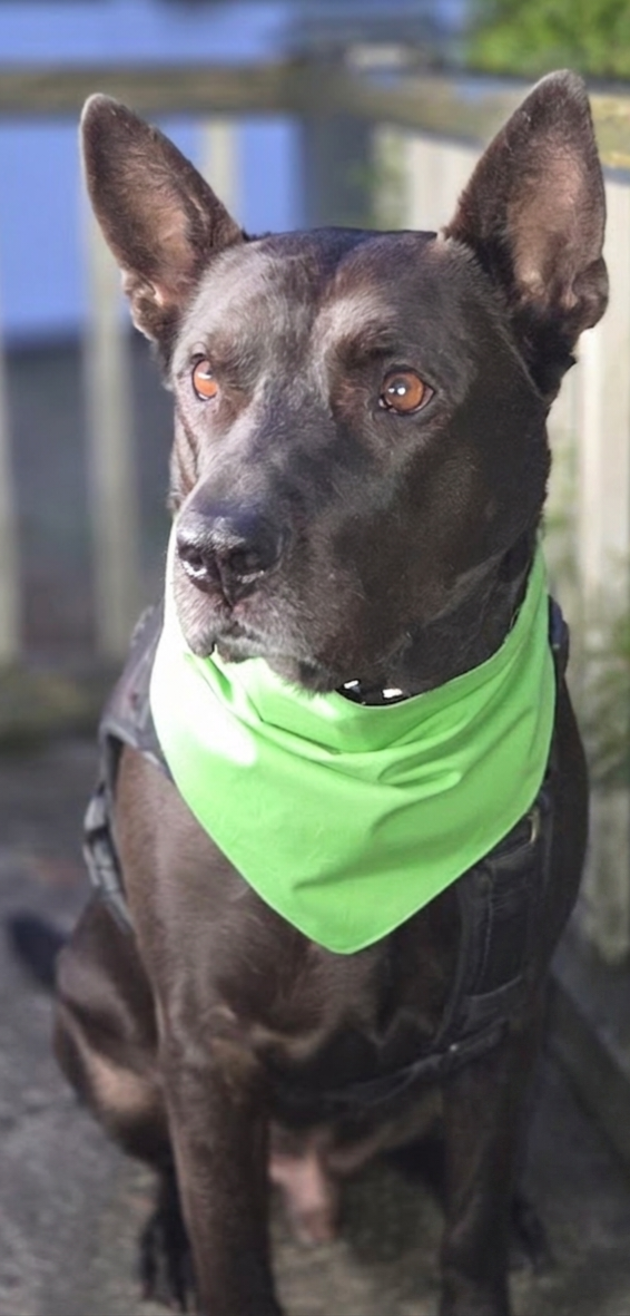 Black dog with erect ears wearing a bright green bandana around its neck, sitting outdoors.