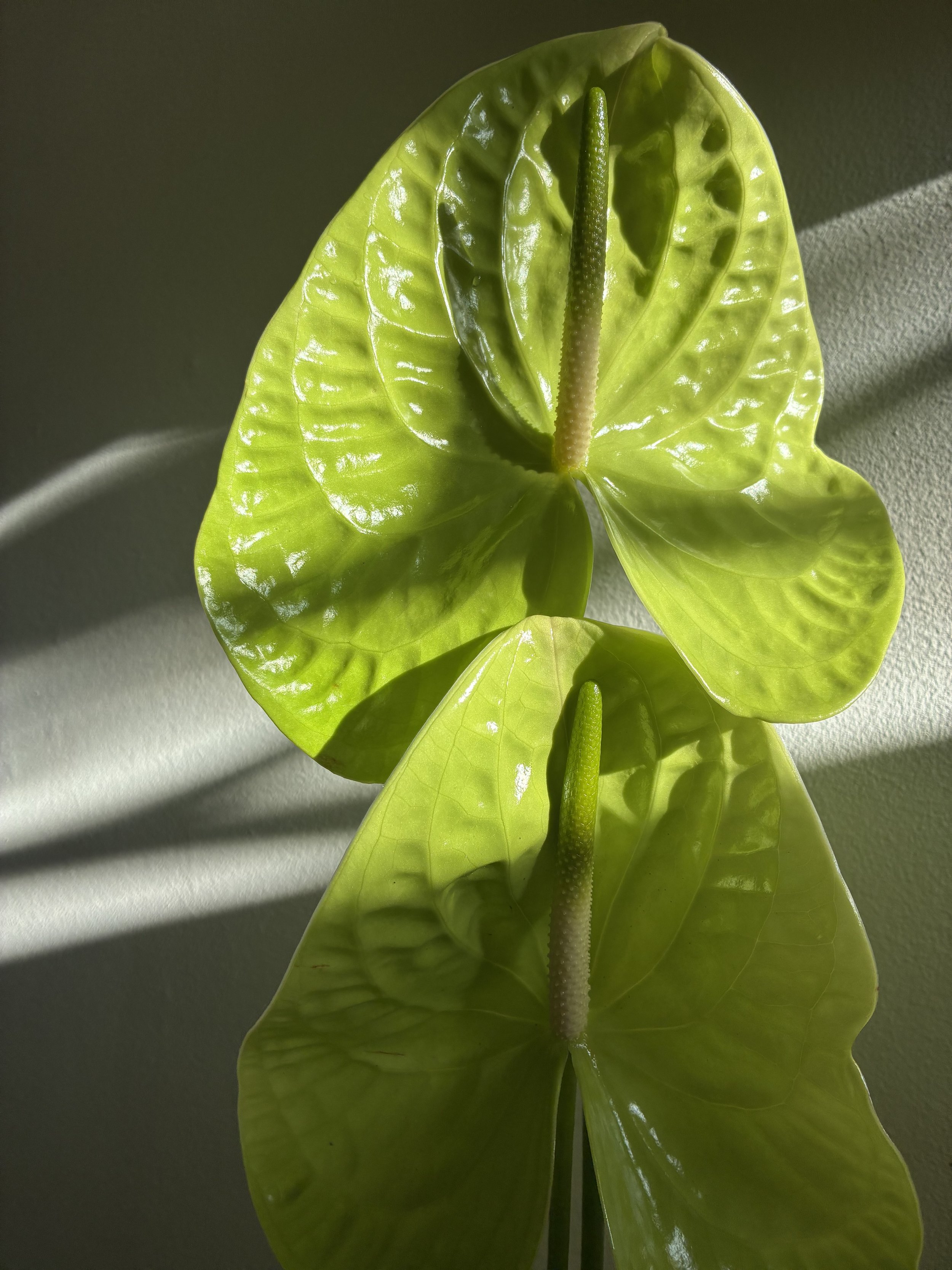 Two green anthurium plants with shiny leaves and white spadices, located against a light-colored wall, with sunlight casting shadows.