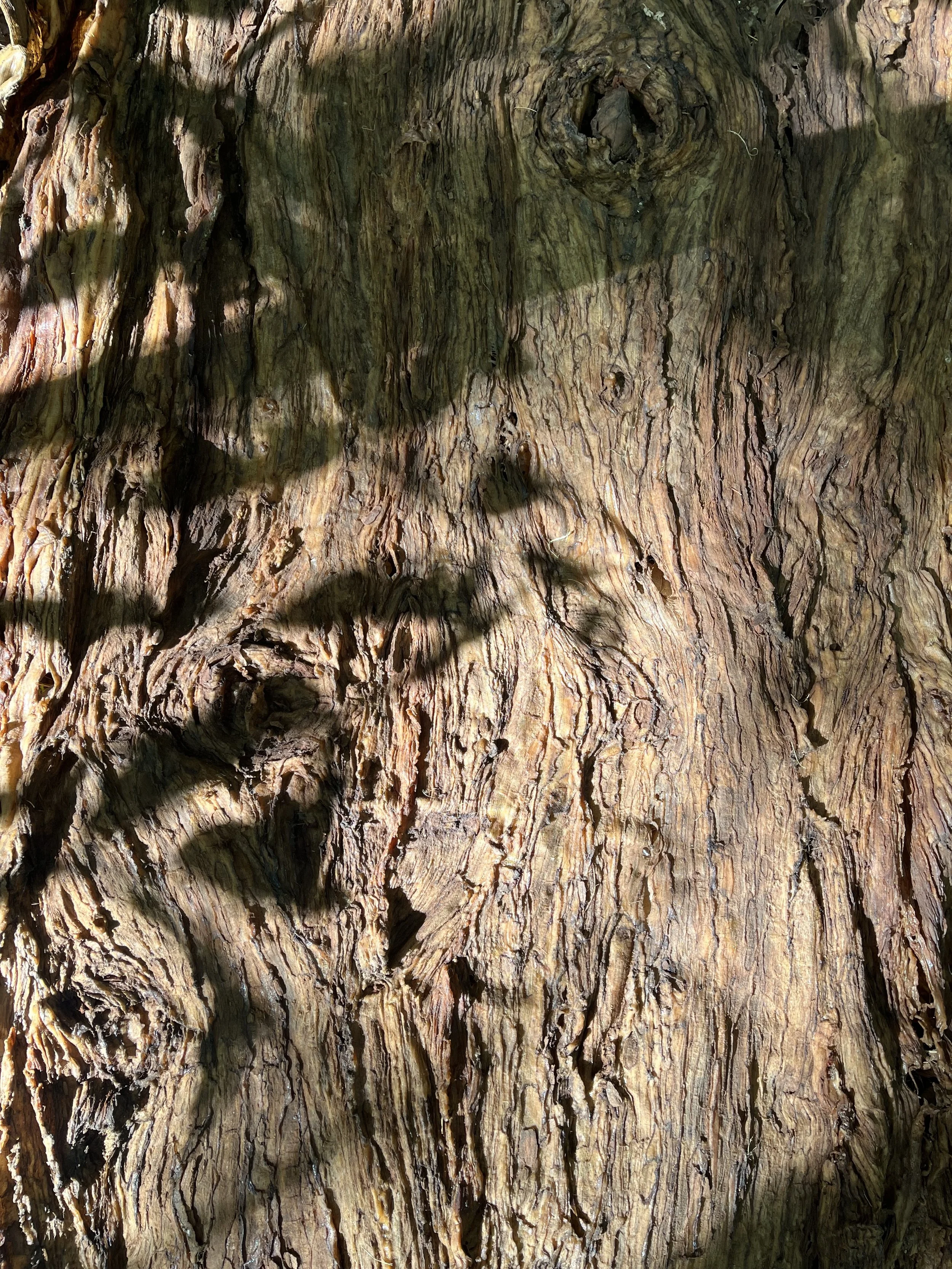 Texture de l'écorce d'un arbre avec des ombres de branches et feuilles