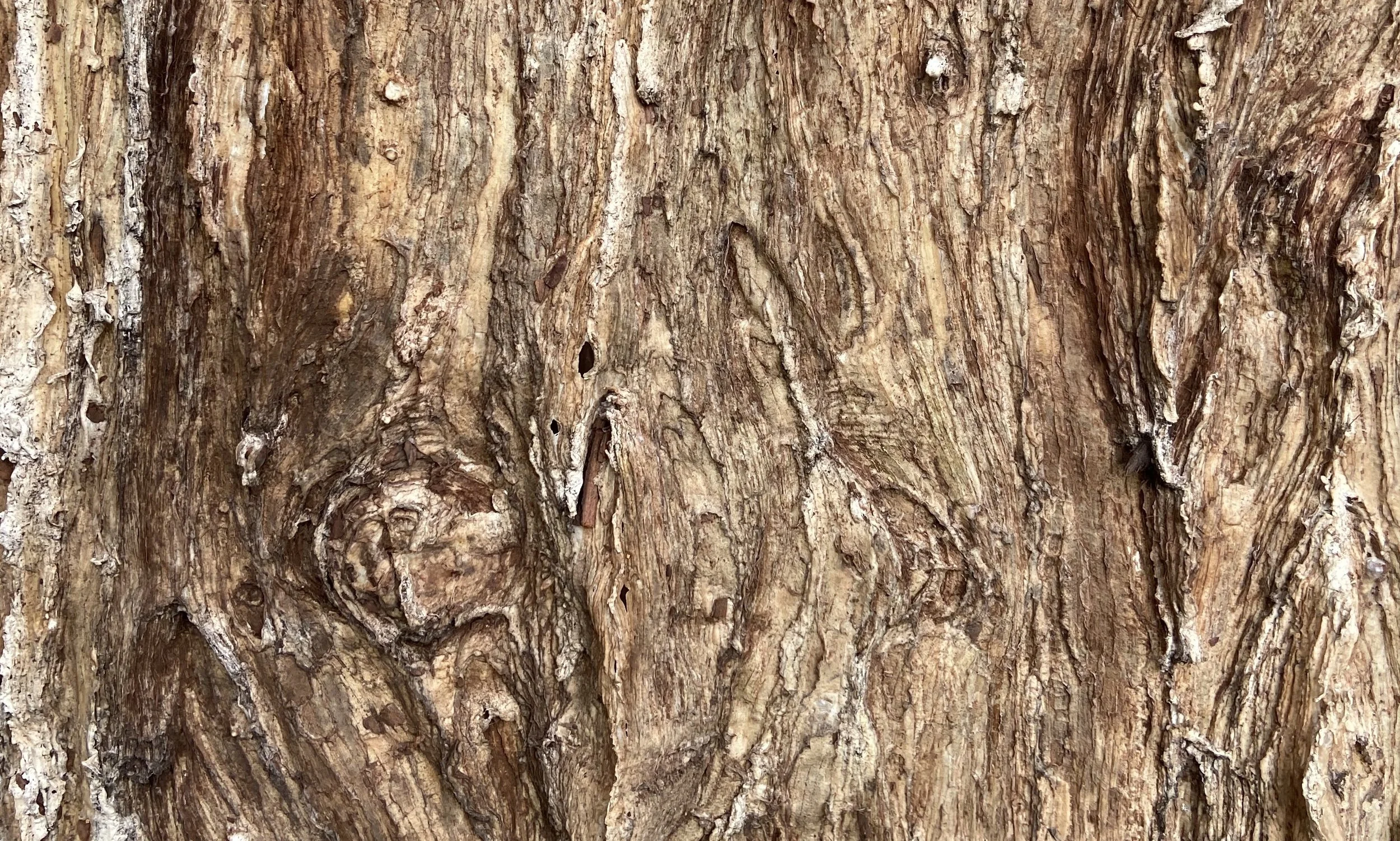 Texture de l'écorce d'un arbre en gros plan, rugueuse et marron avec des détails de rainures et de crevasses.