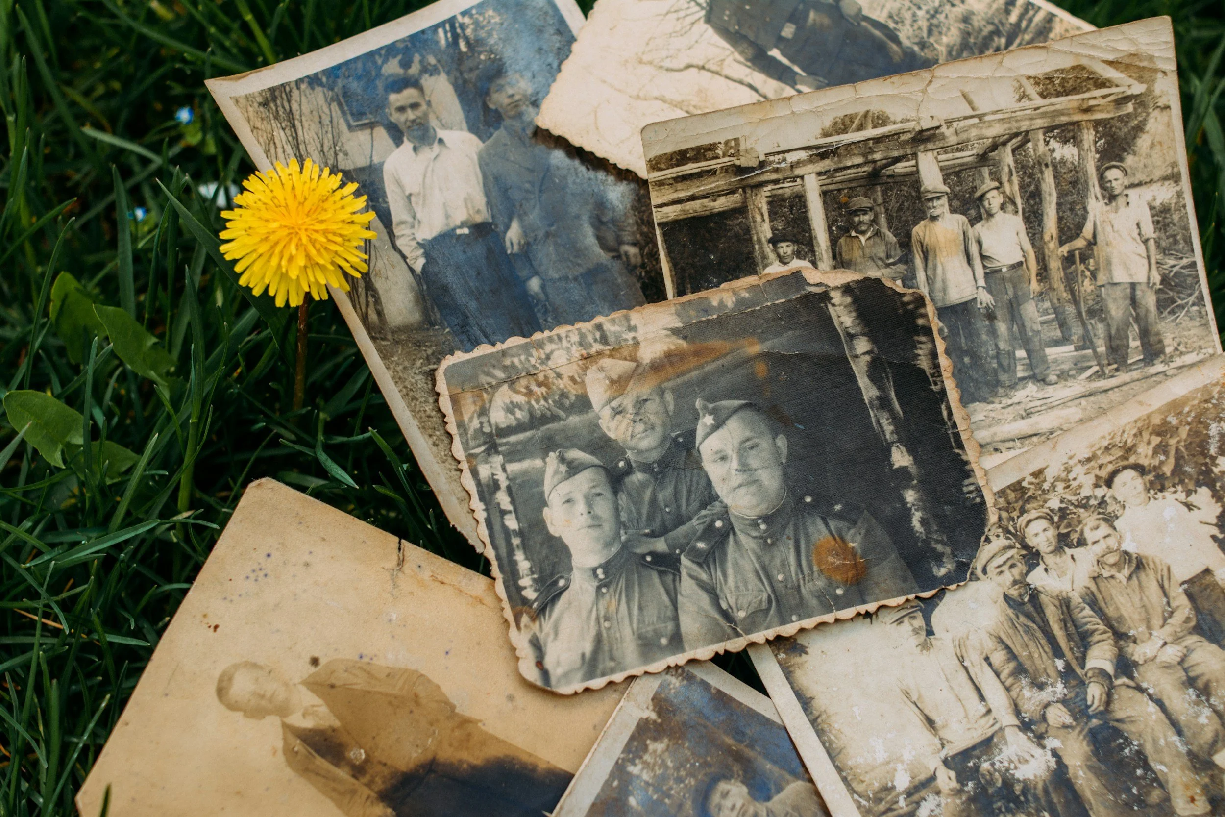 Old black and white photographs of people, some in military uniforms, spread on grass with a yellow flower.