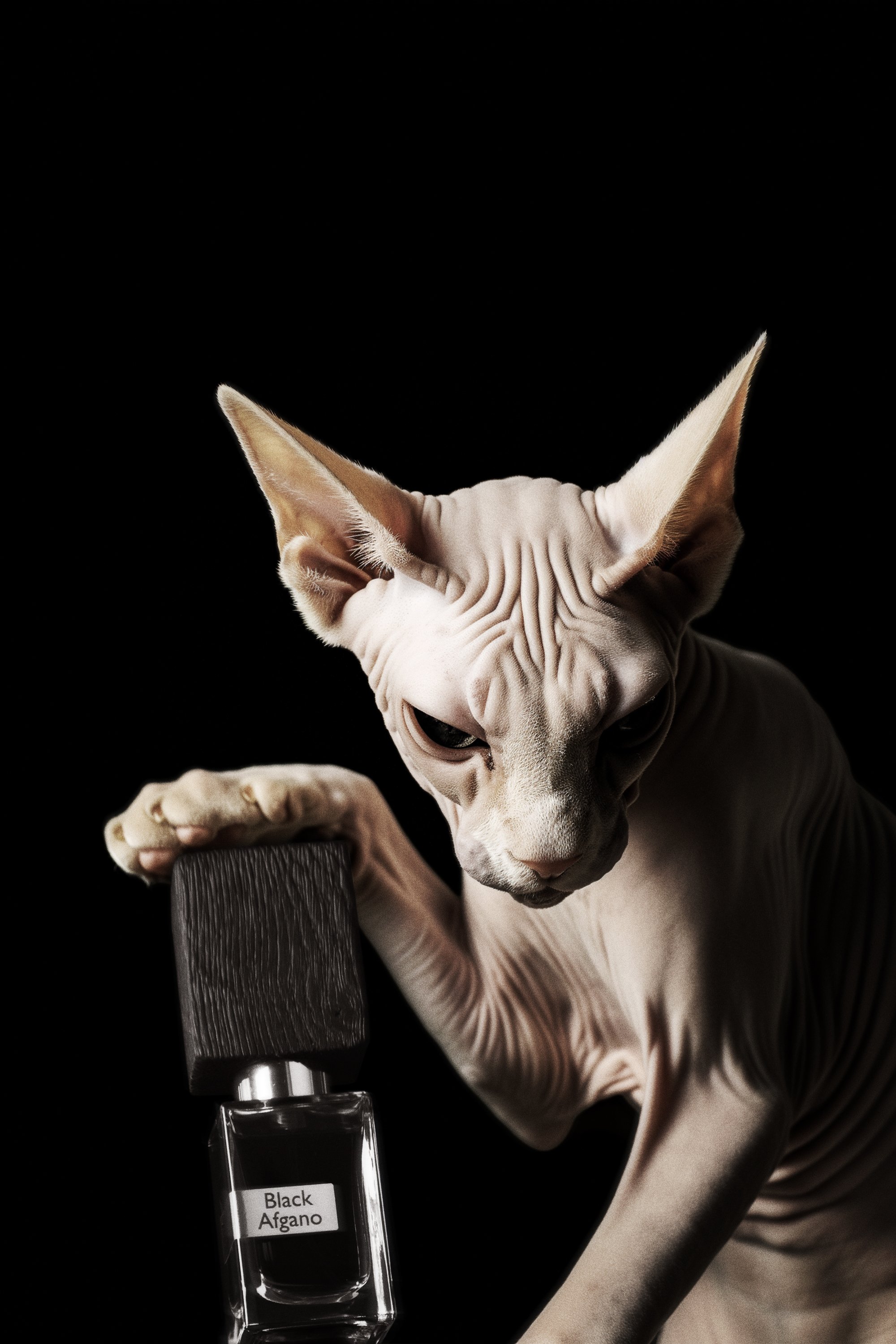 Nasomatto-Content-Sphynx Cats-Black Afgano.jpg
