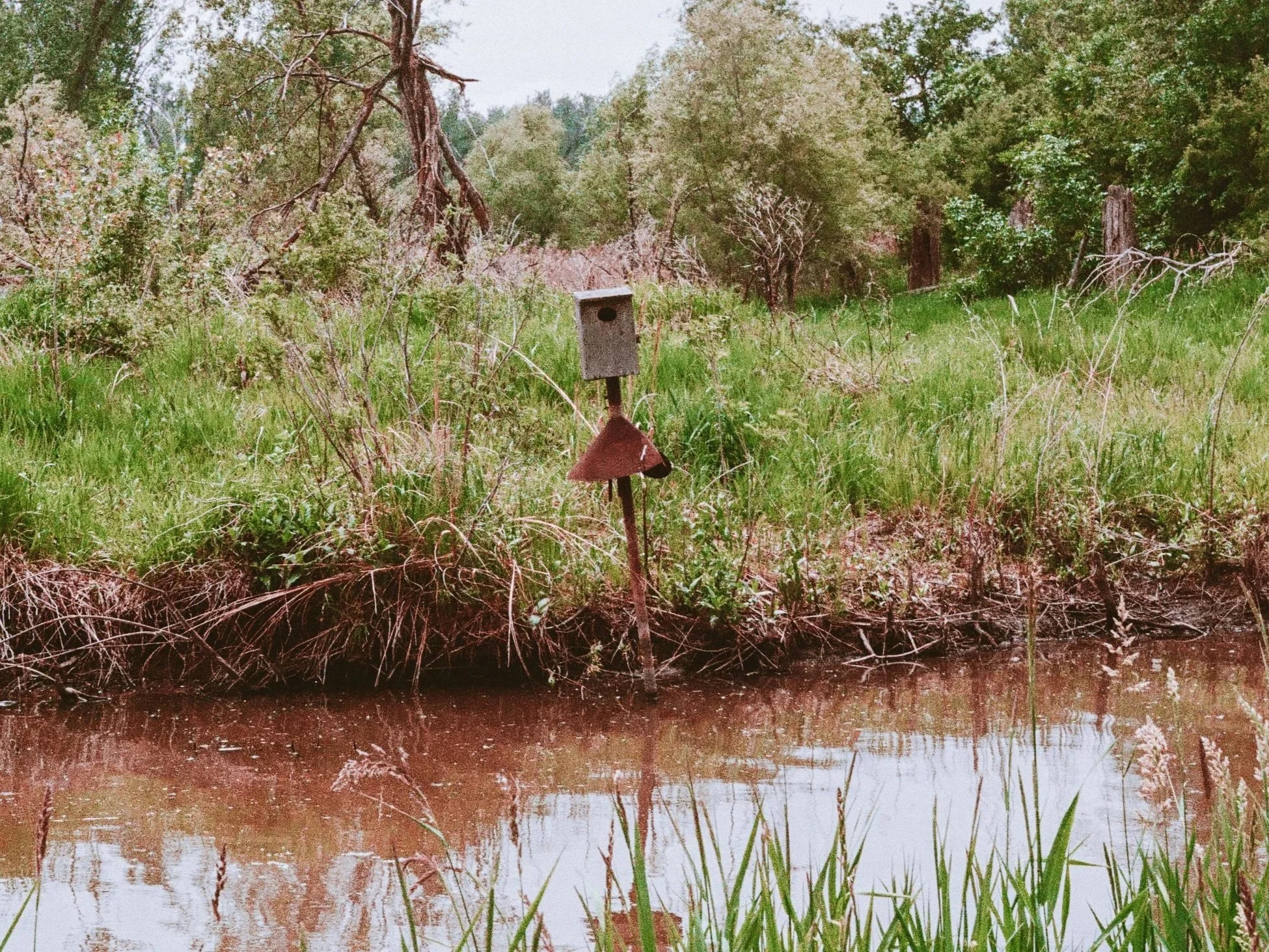 A wilderness scene with a small body of water, green grass, trees, and a birdhouse on a metal pole in front of the water.