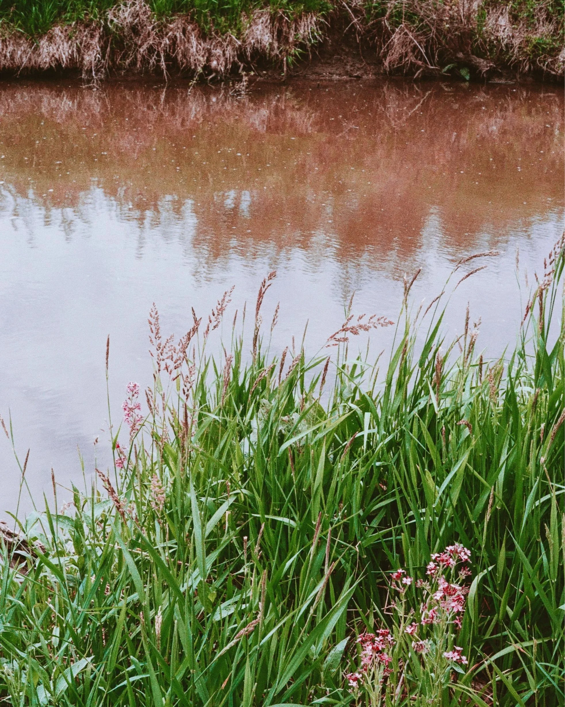 A muddy riverbank with lush green grass and pink flowers in the foreground, and calm water reflecting trees and sky in the background.