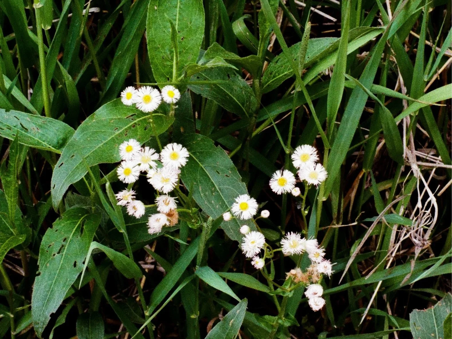 Small white flowers with yellow centers amid green grass and leaves.
