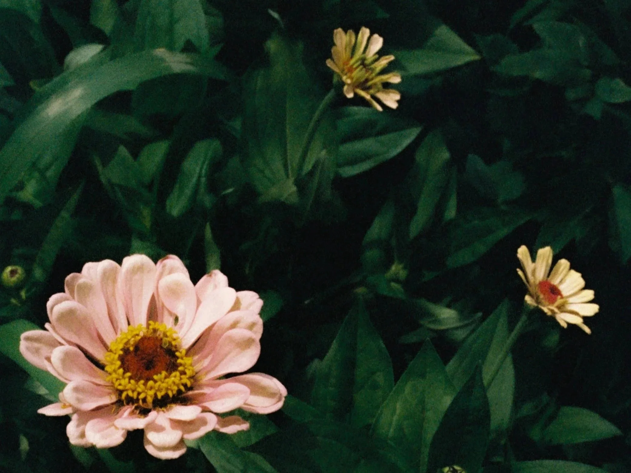 A single pale pink flower with a yellow and brown center surrounded by dark green leaves.