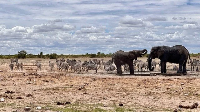 Elephant and zebra at Etosha National Park, Namibia 🇳🇦🐘🦓

I&rsquo;ve had the privilege of traveling through Namibia several times, yet every visit to Etosha National Park feels just as powerful as the first.

Here, nature isn&rsquo;t something yo