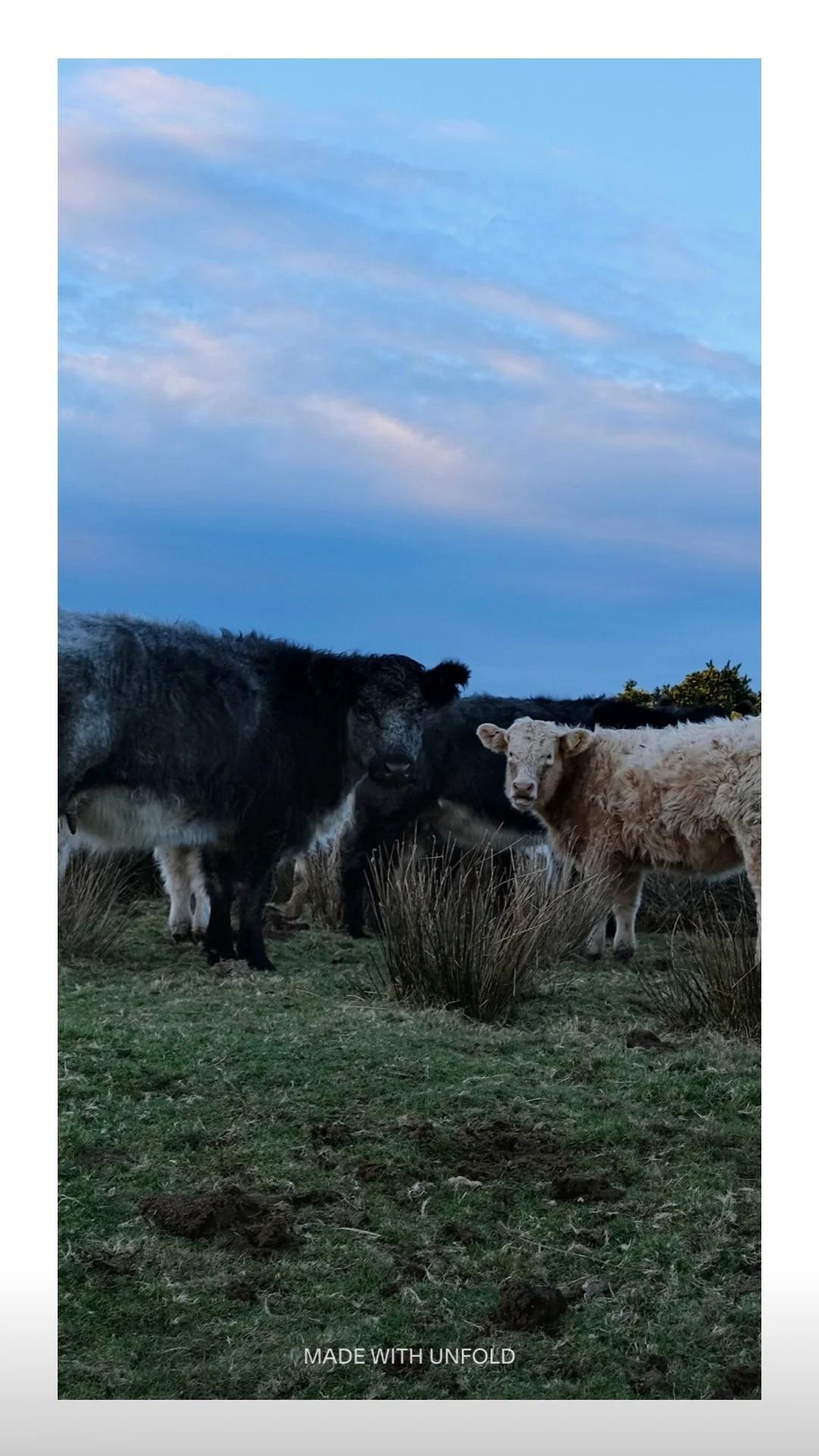 Several sheep grazing on a grassy field under a cloudy blue sky.