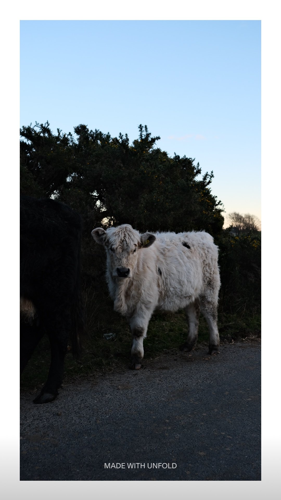 A young, fluffy white cow standing on a rural road near bushes, with a dark-colored cow partially visible nearby, under a clear blue sky.