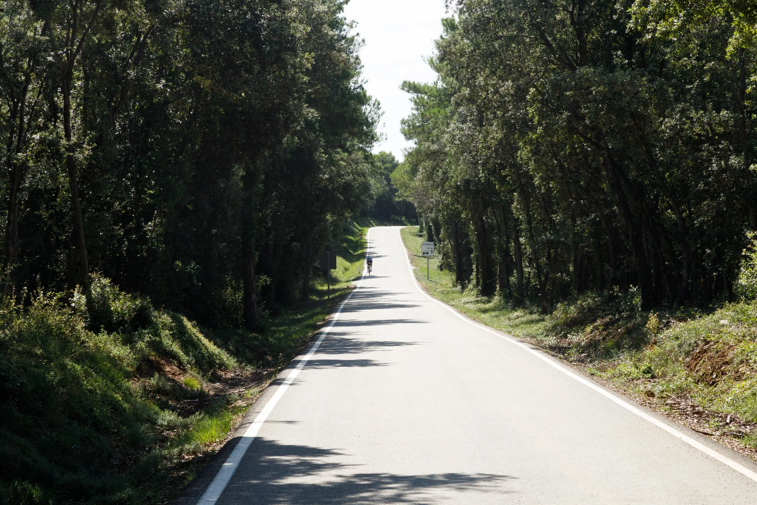 Carretera rural con árboles a ambos lados y un ciclista al fondo.