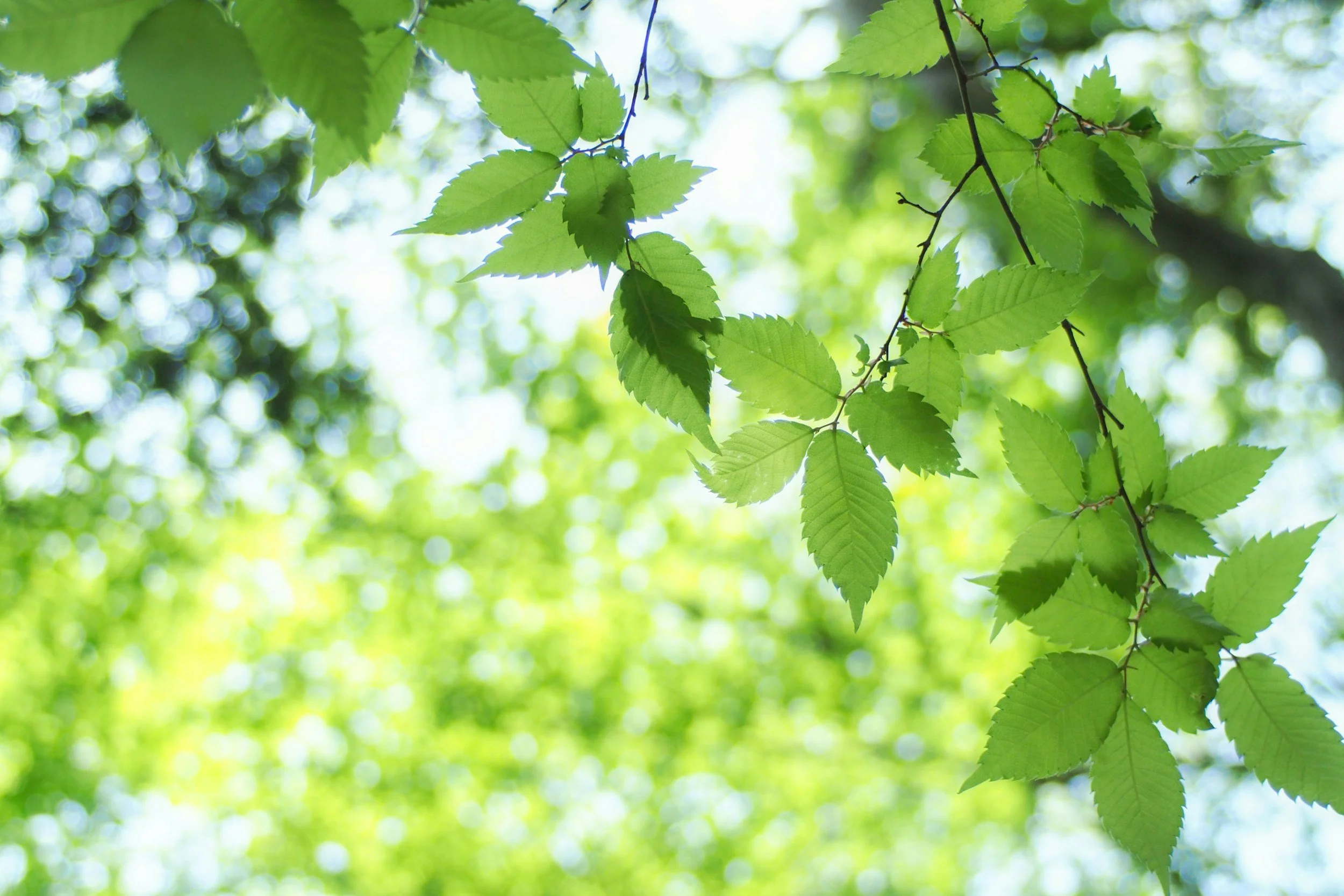 Birch trees