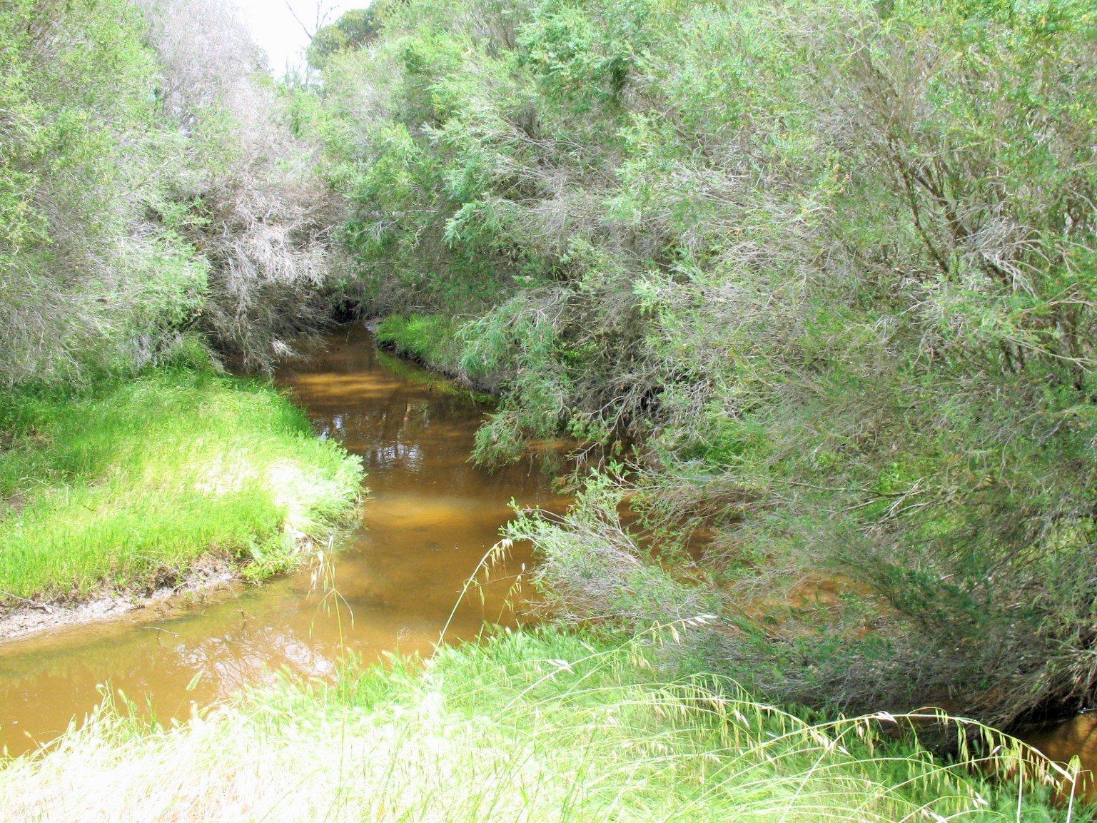 Beavers, Biomimicry, and the Hydrology of Resilience