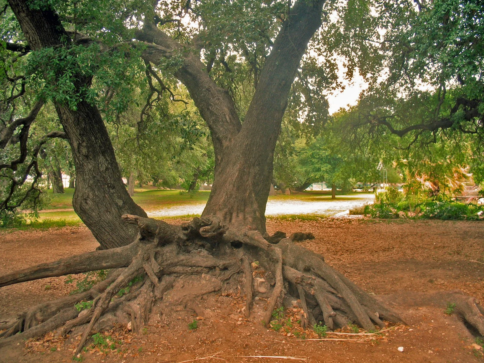 The Hydrologic Shield—From Soil to Connectivity