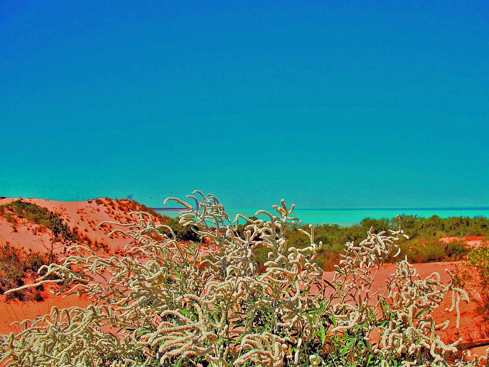 Desert landscape with white cacti in the foreground, orange sandy dunes, green bushes, blue ocean, and clear blue sky in the background.