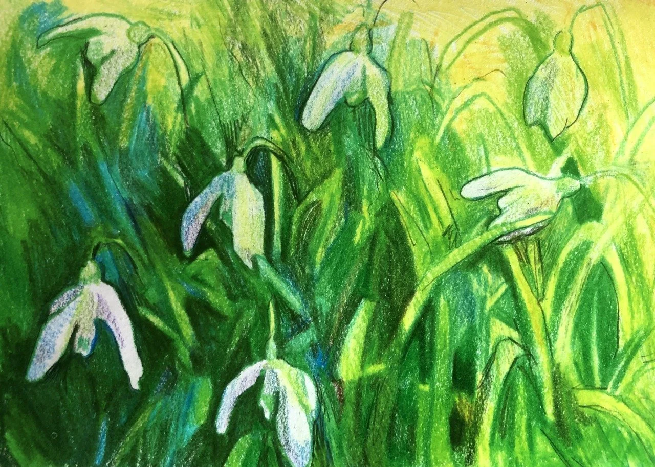 ["Snowdrop study" - Colored pencil, 4" x 6", 2023] A quick study of my favorite flower, the snowdrop, which heralds the coming of spring.