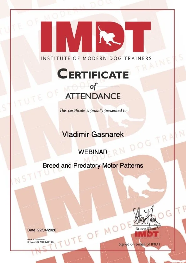 Certificate from the Institute of Modern Dog Trainers awarded to Vladimir Gasnak for a webinar on breed and predatory motor patterns, dated April 22, 2026, signed by Steve Hunn.