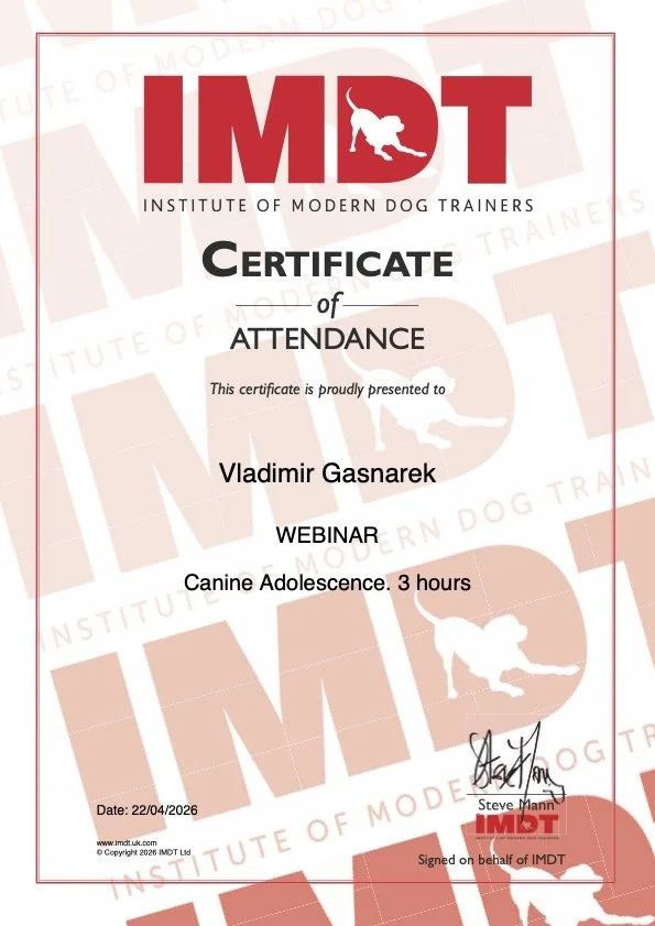 Certificate of attendance awarded to Vladimir Gasnarek for a webinar titled 'Canine Adolescence' lasting 3 hours, issued by the Institute of Modern Dog Trainers, dated 22nd April 2026, signed by Steve Mann.