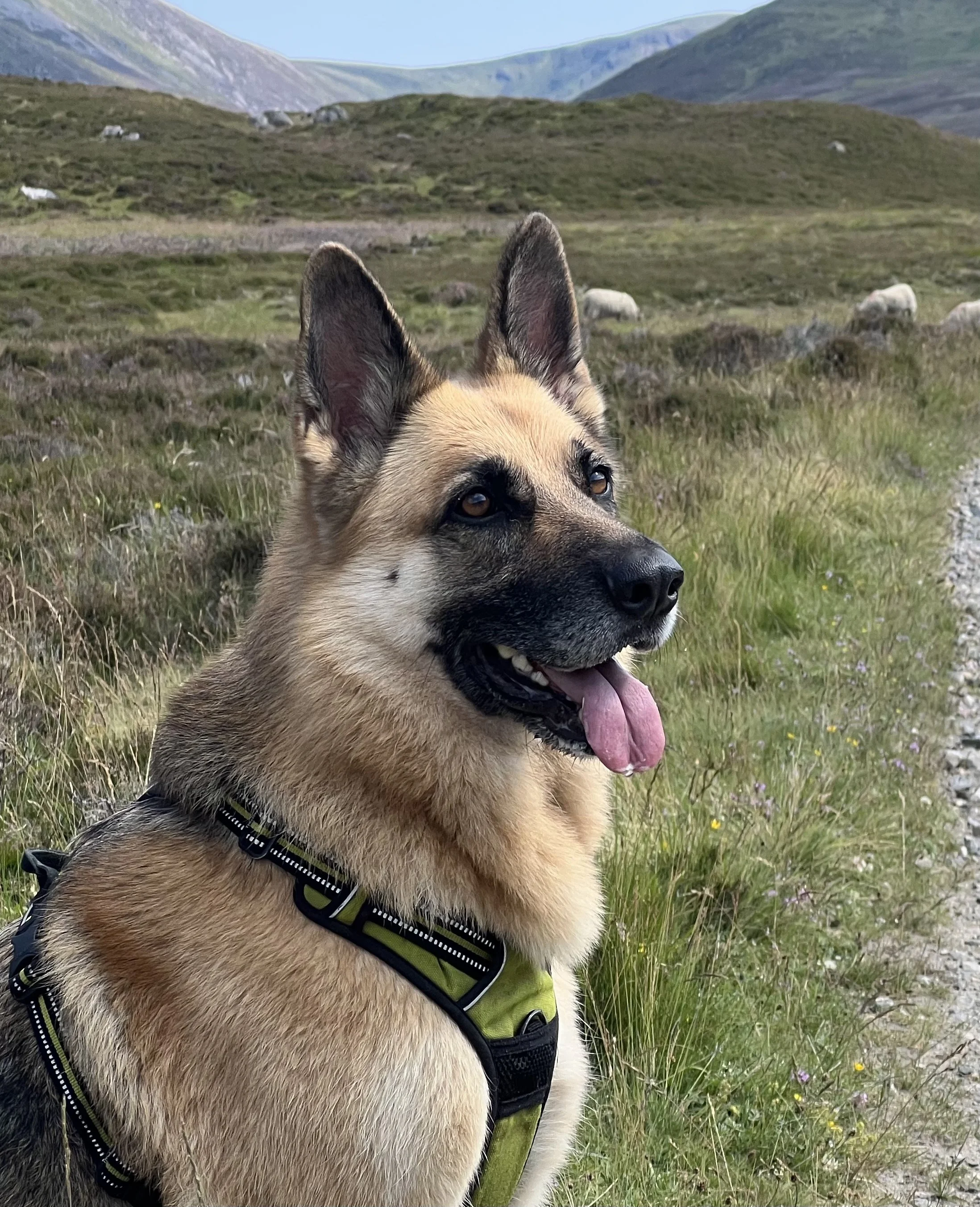 A German Shepherd dog wearing a leash and harness sitting in a grassy field with mountains in the background.