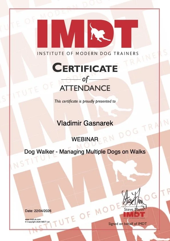 Certificate from the Institute of Modern Dog Trainers awarded to Vladimir Gasnarek for attending a webinar on managing multiple dogs on walks, dated April 22, 2026.
