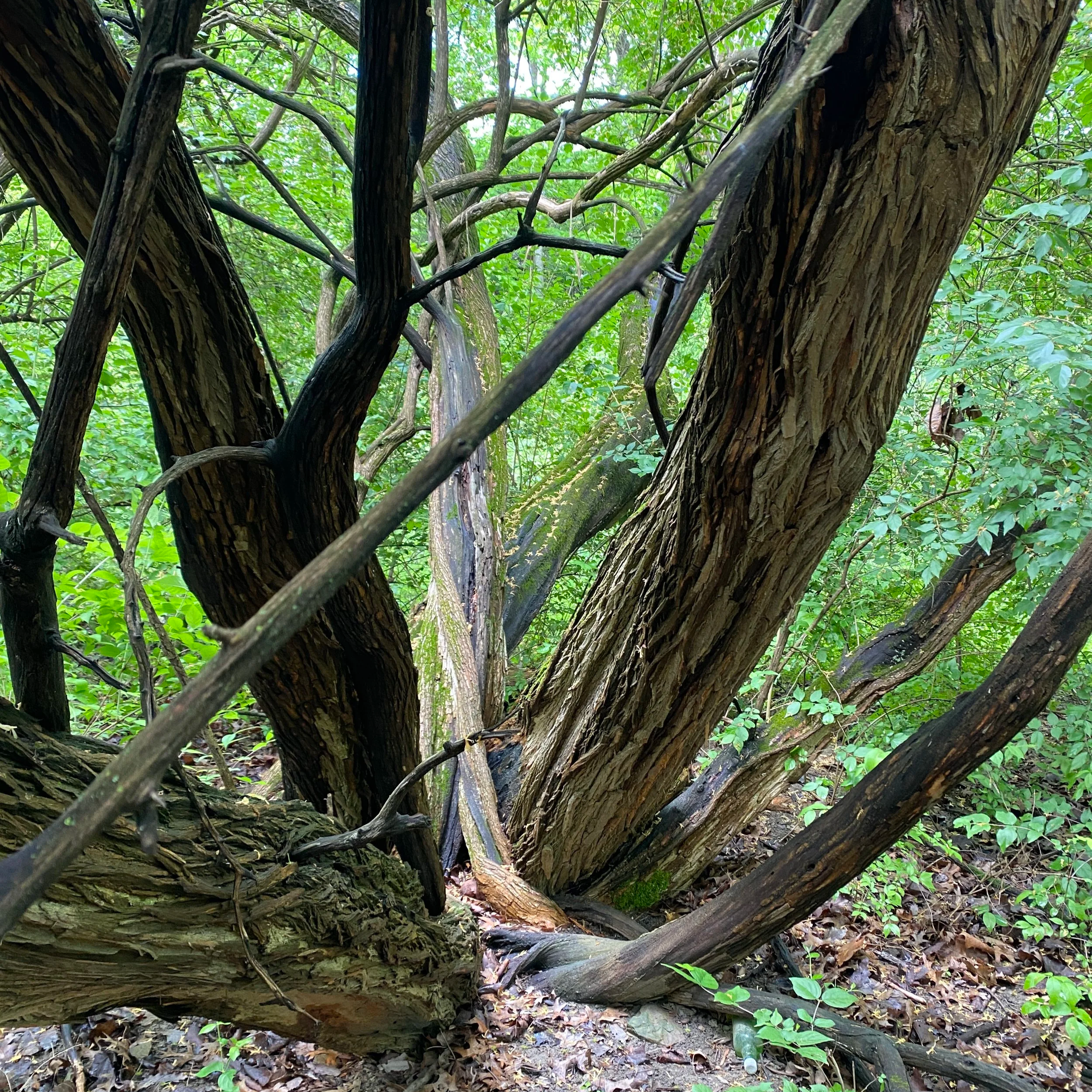 a huge osage orange tree in a forest