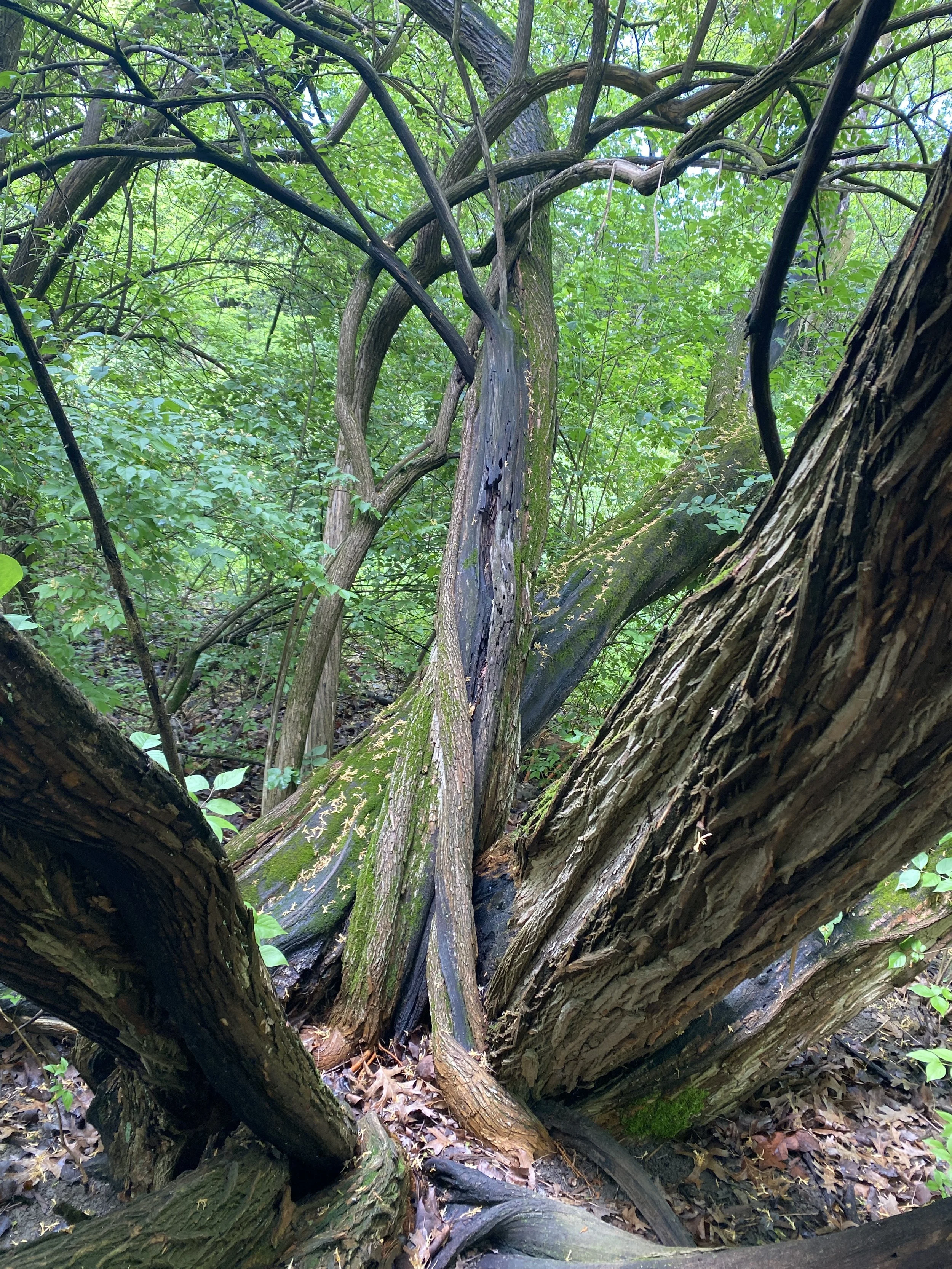 What is “Osage Hill”?