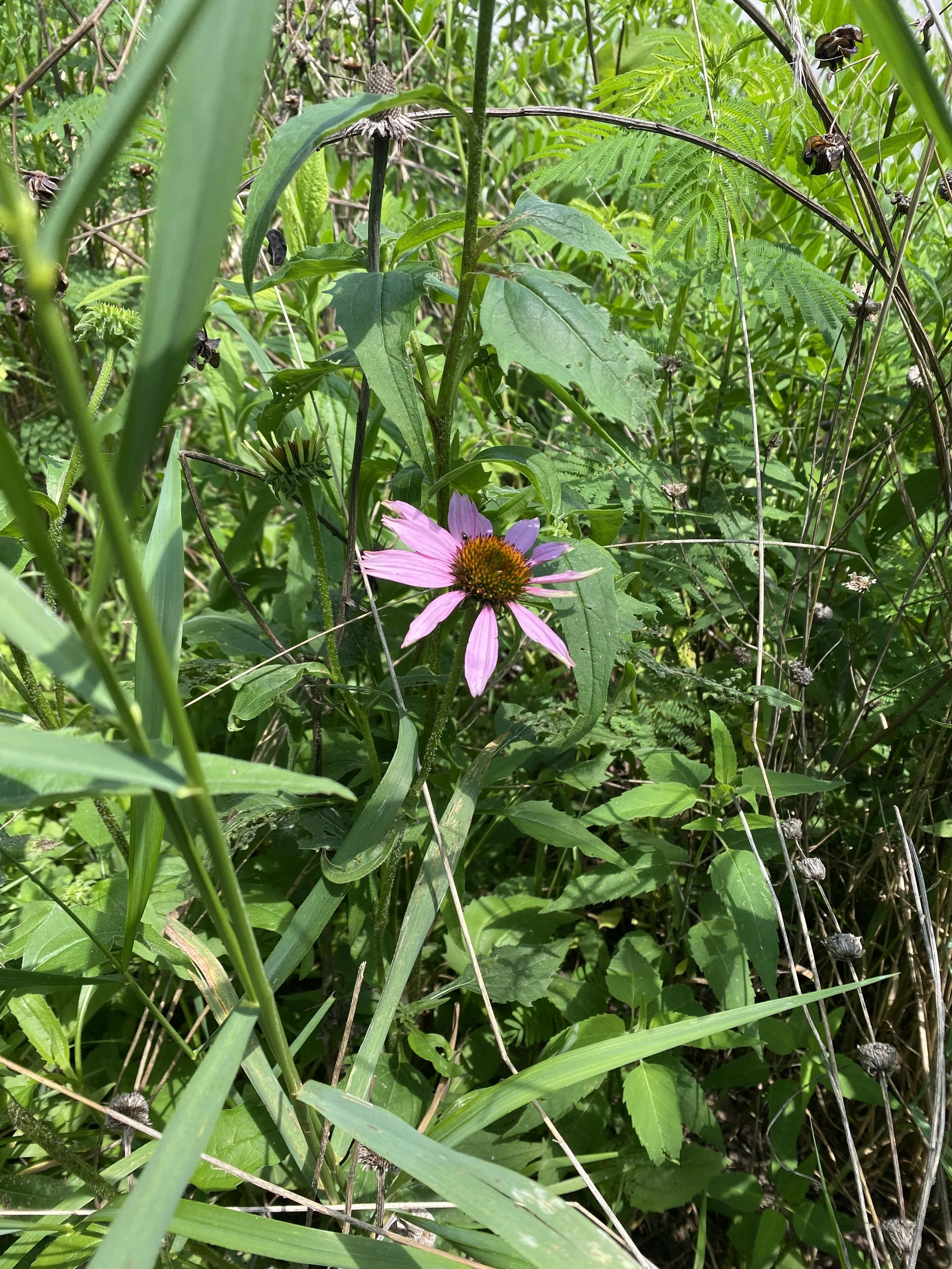 purple flower in wildflower field
