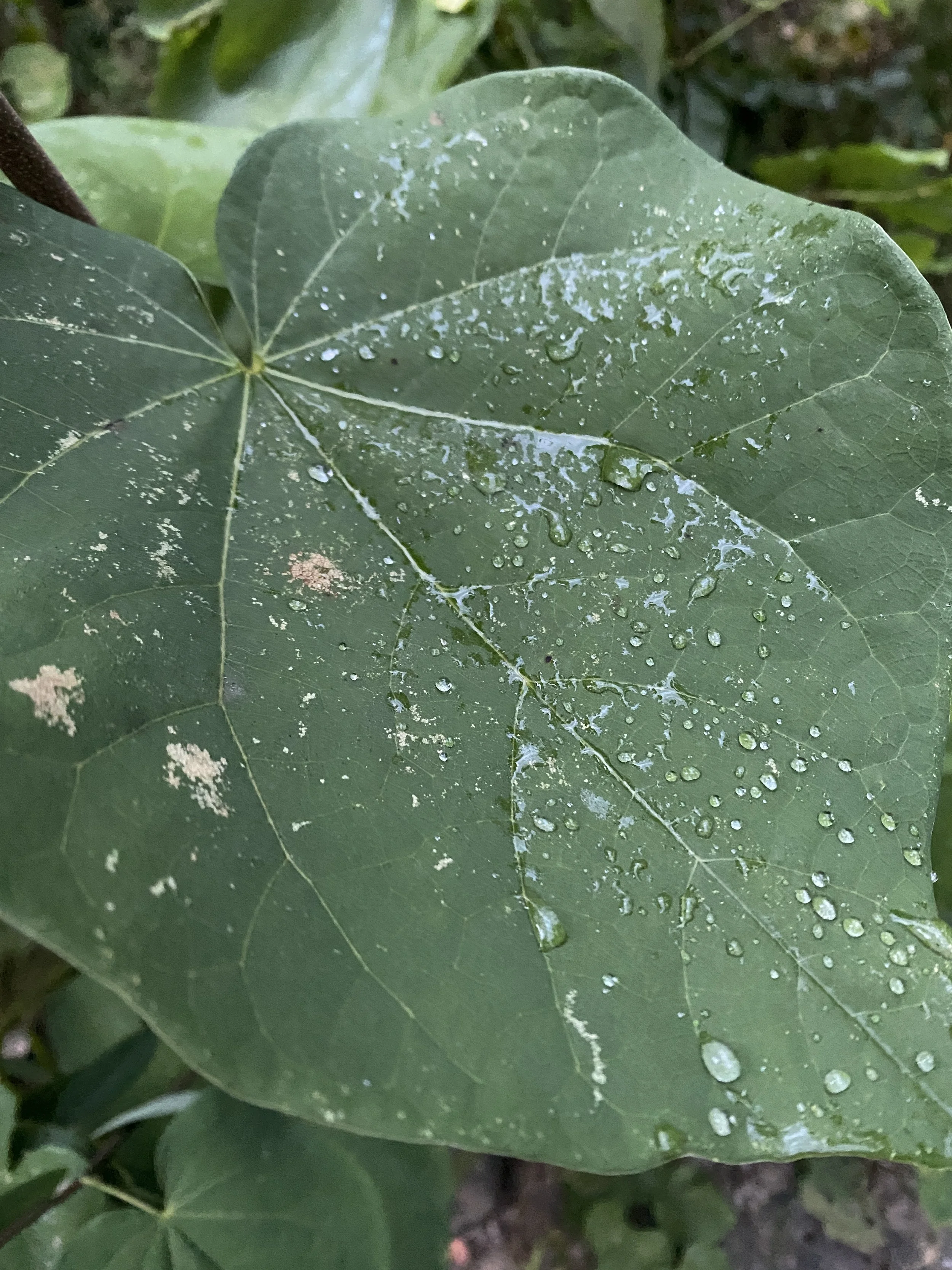 What is Gestalt Coaching?